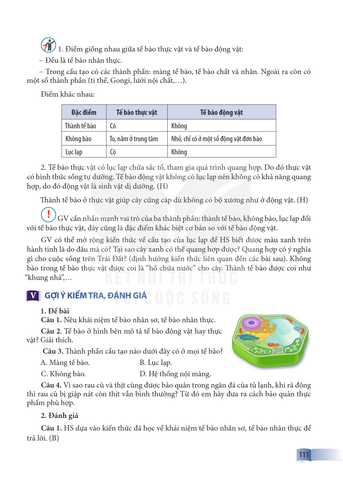 Điểm giống nhau giữa tế bào thực vật và tế bào động vật: – Đều là tế bào nhân thực. – Trong cấu tạo có các thành phần: màng tế bào, tế bào chất và nhân. Ngoài r