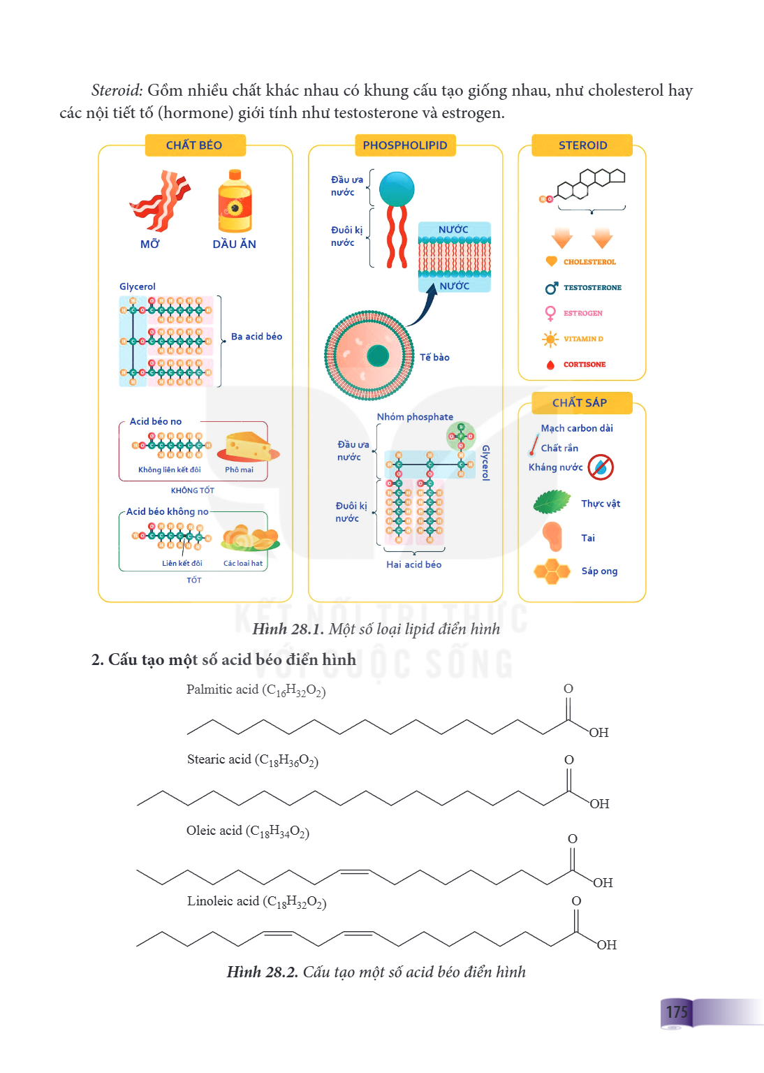 Steroid: Gồm nhiều chất khác nhau có khung cấu tạo giống nhau, như cholesterol hay các nội tiết tố (hormone) giới tính như testosterone và estrogen. Hình 28.1. 