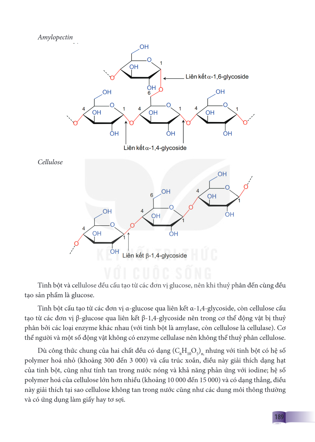 Amylopectin Cellulose Tinh bột và cellulose đều cấu tạo từ các đơn vị glucose, nên khi thuỷ phân đến cùng đều tạo sản phẩm là glucose. Tinh bột cấu tạo từ các đ
