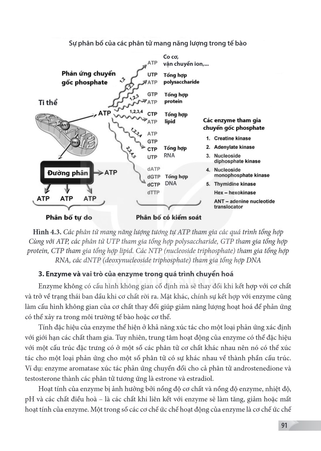 Sự phân bố của các phân tử mang năng lượng trong tế bào Co cơ, vận chuyển ion,... Ti thể RNA DNA Hình 4.3. Các phân tử mang năng lượng tương tự ATP tham gia các