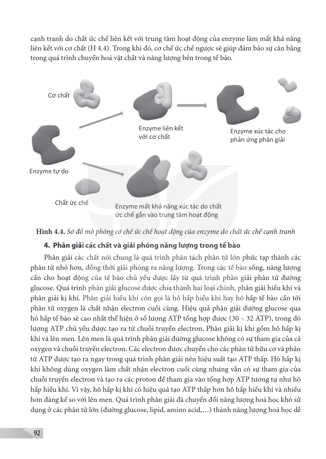 cạnh tranh do chất ức chế liên kết với trung tâm hoạt động của enzyme làm mất khả năng liên kết với cơ chất (H 4.4). Trong khi đó, cơ chế ức chế ngược sẽ giúp đ