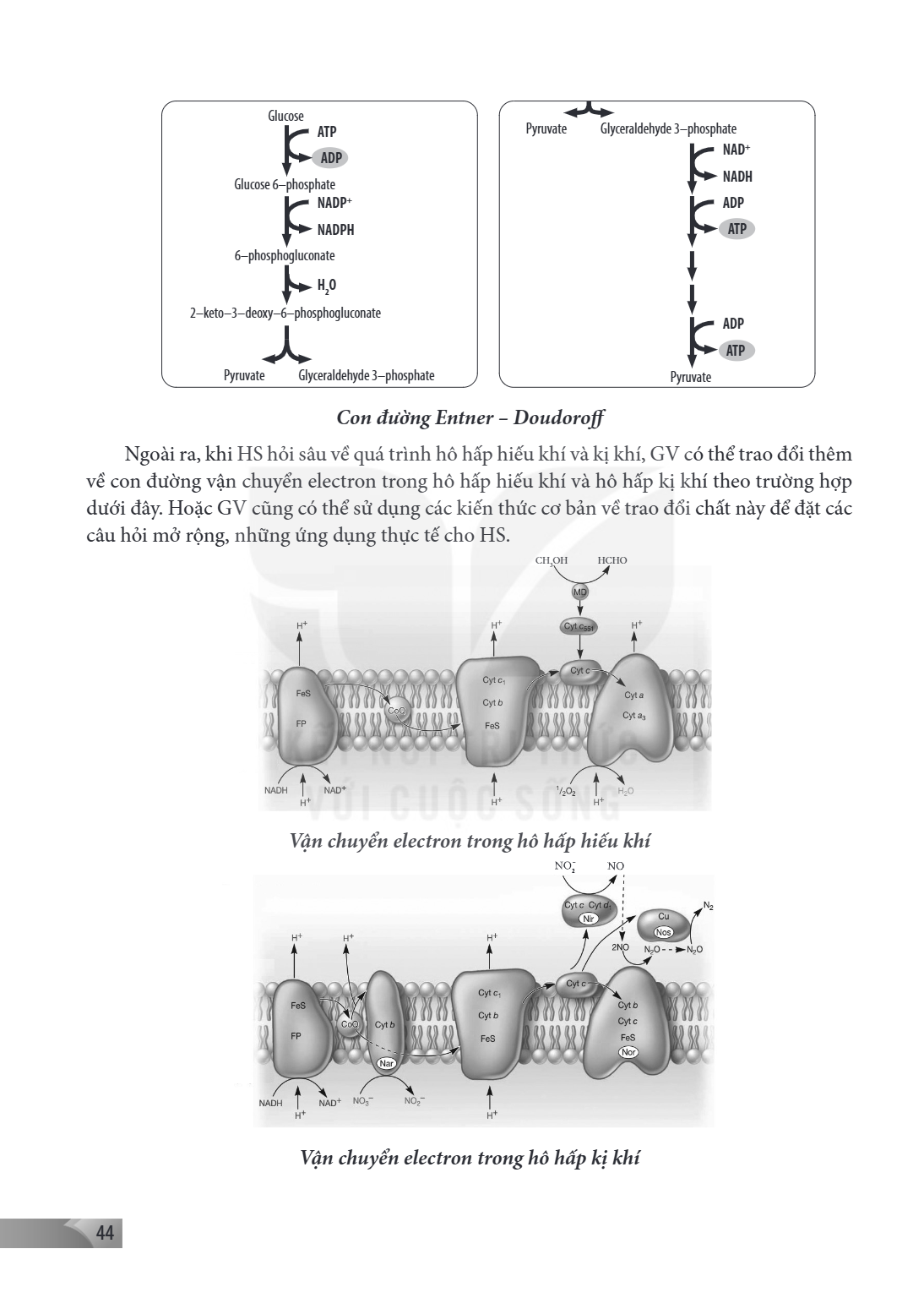 Glucose $\xrightarrow{ATP \to ADP}$ Glucose 6–phosphate $\xrightarrow{NADP^+ \to NADPH}$ 6–phosphogluconate $\xrightarrow{H_2O}$ 2–keto–3–deoxy–6–phosphoglucona