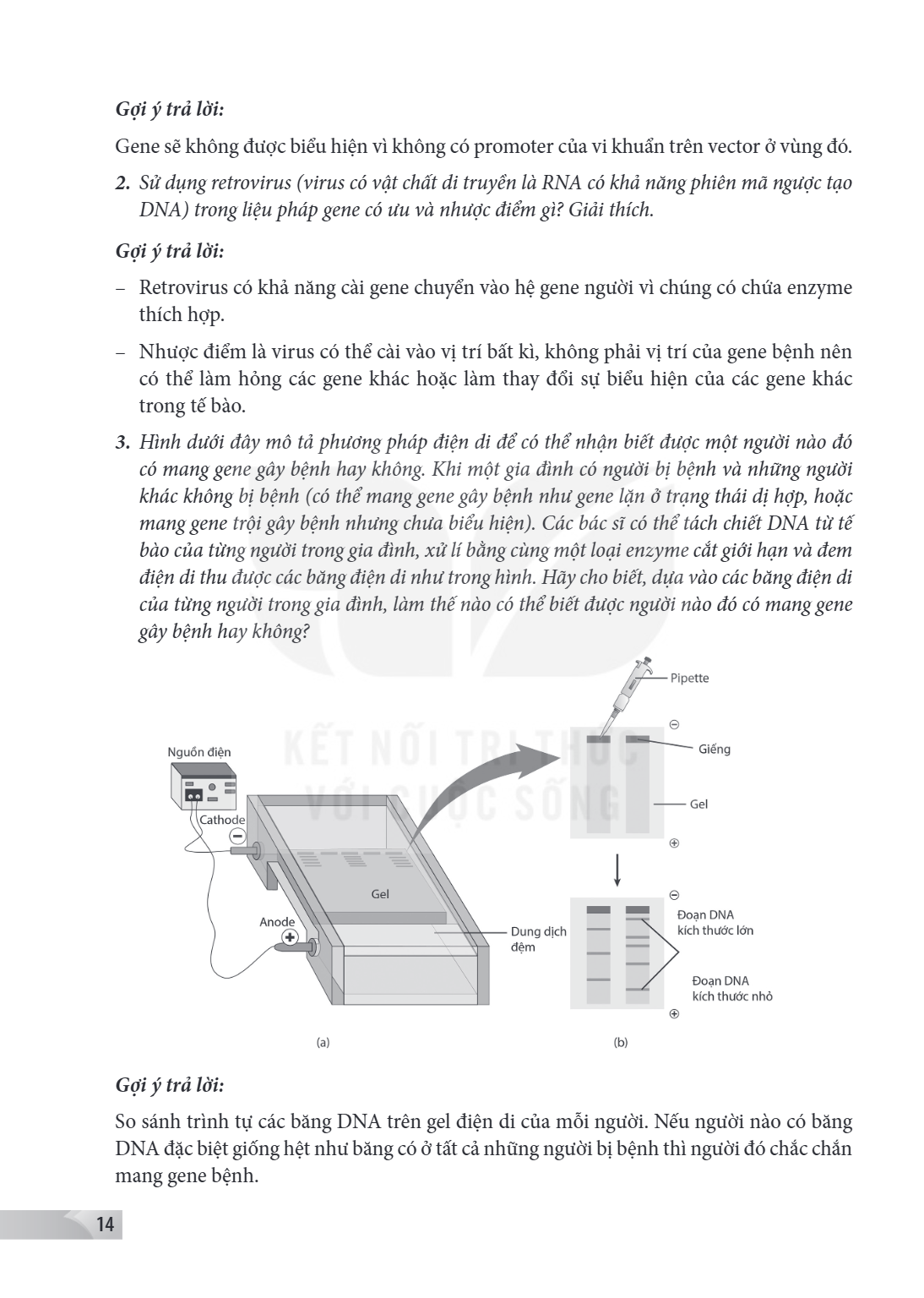 Gợi ý trả lời: Gene sẽ không được biểu hiện vì không có promoter của vi khuẩn trên vector ở vùng đó. Sử dụng retrovirus (virus có vật chất di truyền là RNA có k