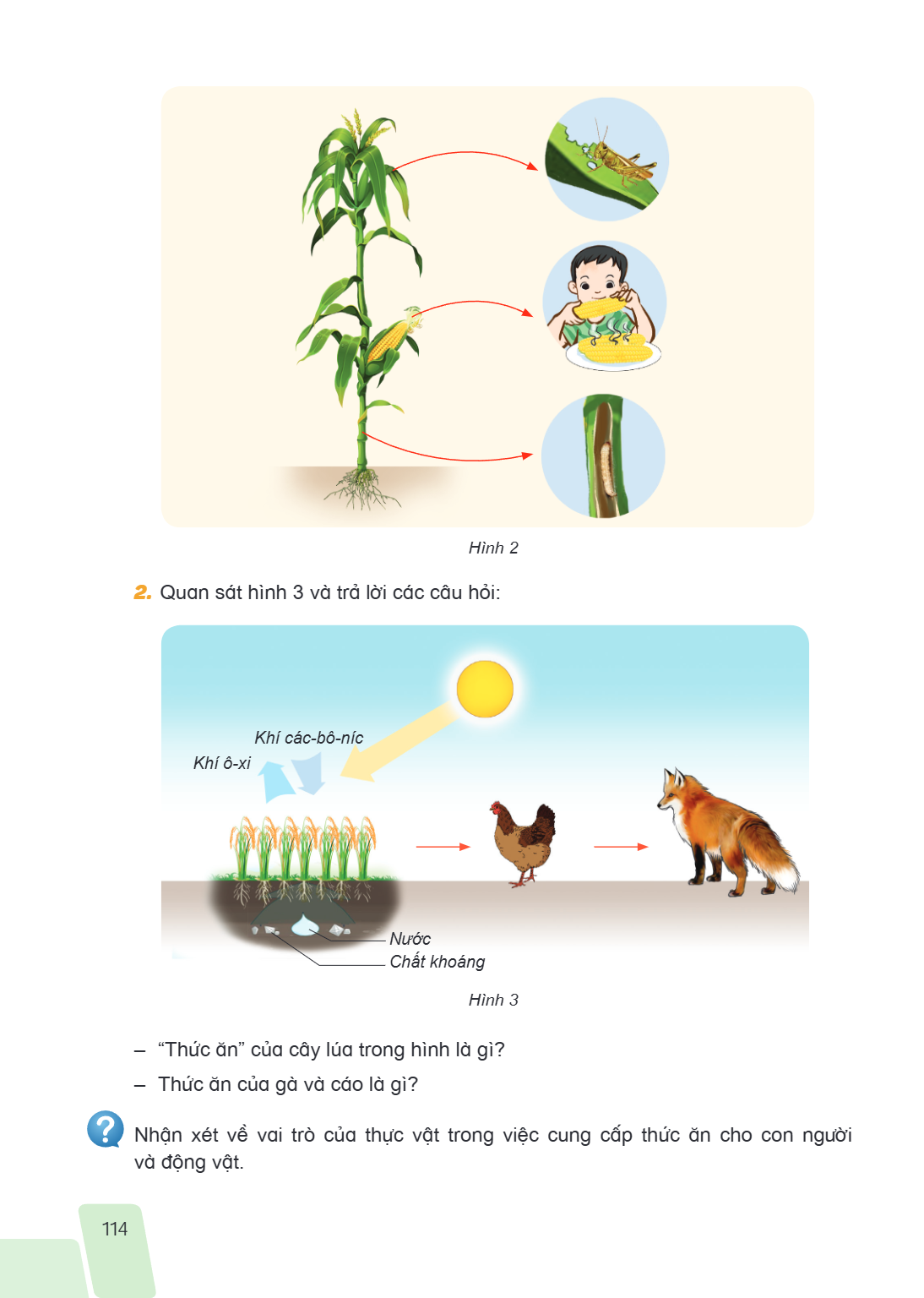 Hình 2 Quan sát hình 3 và trả lời các câu hỏi: Khí các-bô-níc Khí ô-xi Nước Chất khoáng Hình 3 "Thức ăn" của cây lúa trong hình là gì? - Thức ăn của gà và cáo l