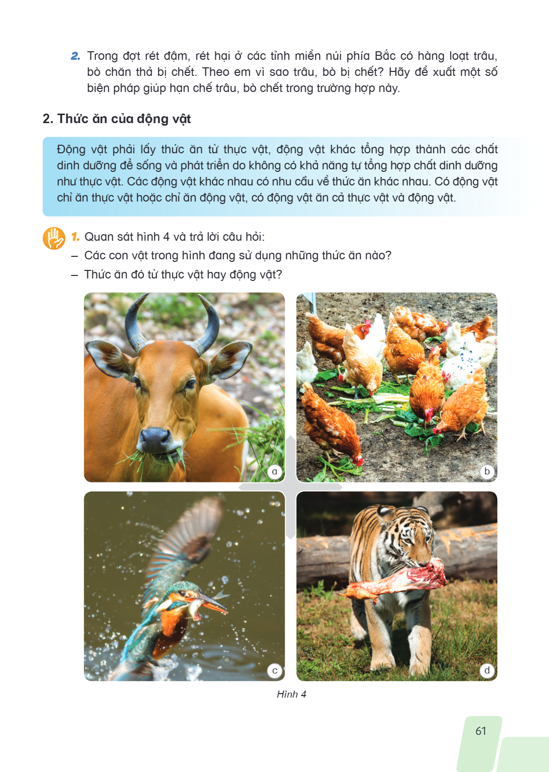 Trong đợt rét đậm, rét hại ở các tỉnh miền núi phía Bắc có hàng loạt trâu, bò chăn thả bị chết. Theo em vì sao trâu, bò bị chết? Hãy đề xuất một số biện pháp gi