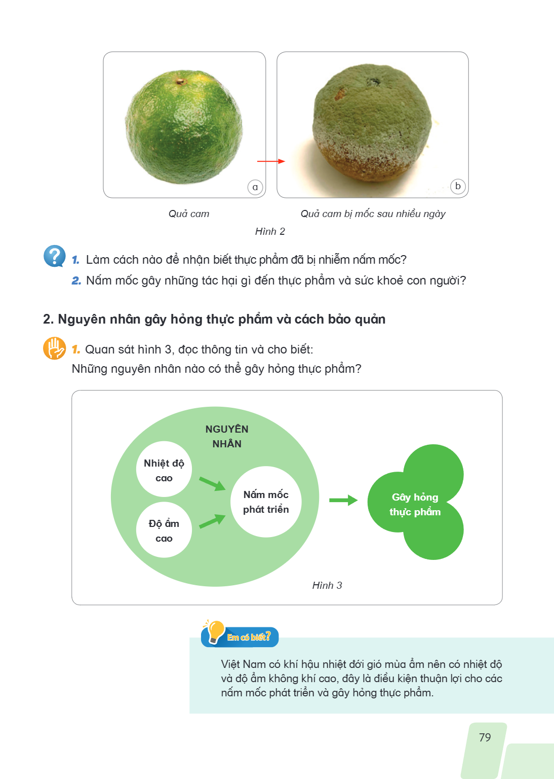 a b Quả cam Quả cam bị mốc sau nhiều ngày Hình 2 Làm cách nào để nhận biết thực phẩm đã bị nhiễm nấm mốc? 2. Nấm mốc gây những tác hại gì đến thực phẩm và sức k