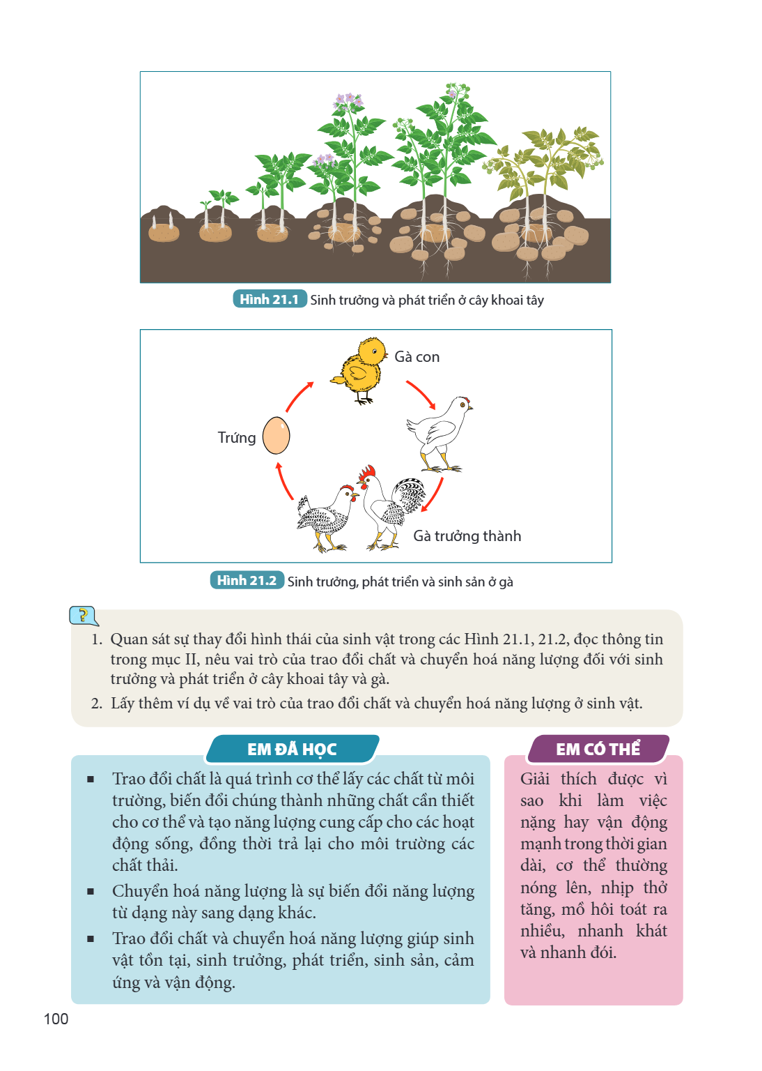 Hình 21.1. Sinh trưởng và phát triển ở cây khoai tây Gà con Trứng Gà trưởng thành Hình 21.2. Sinh trưởng, phát triển và sinh sản ở gà Quan sát sự thay đổi hình 