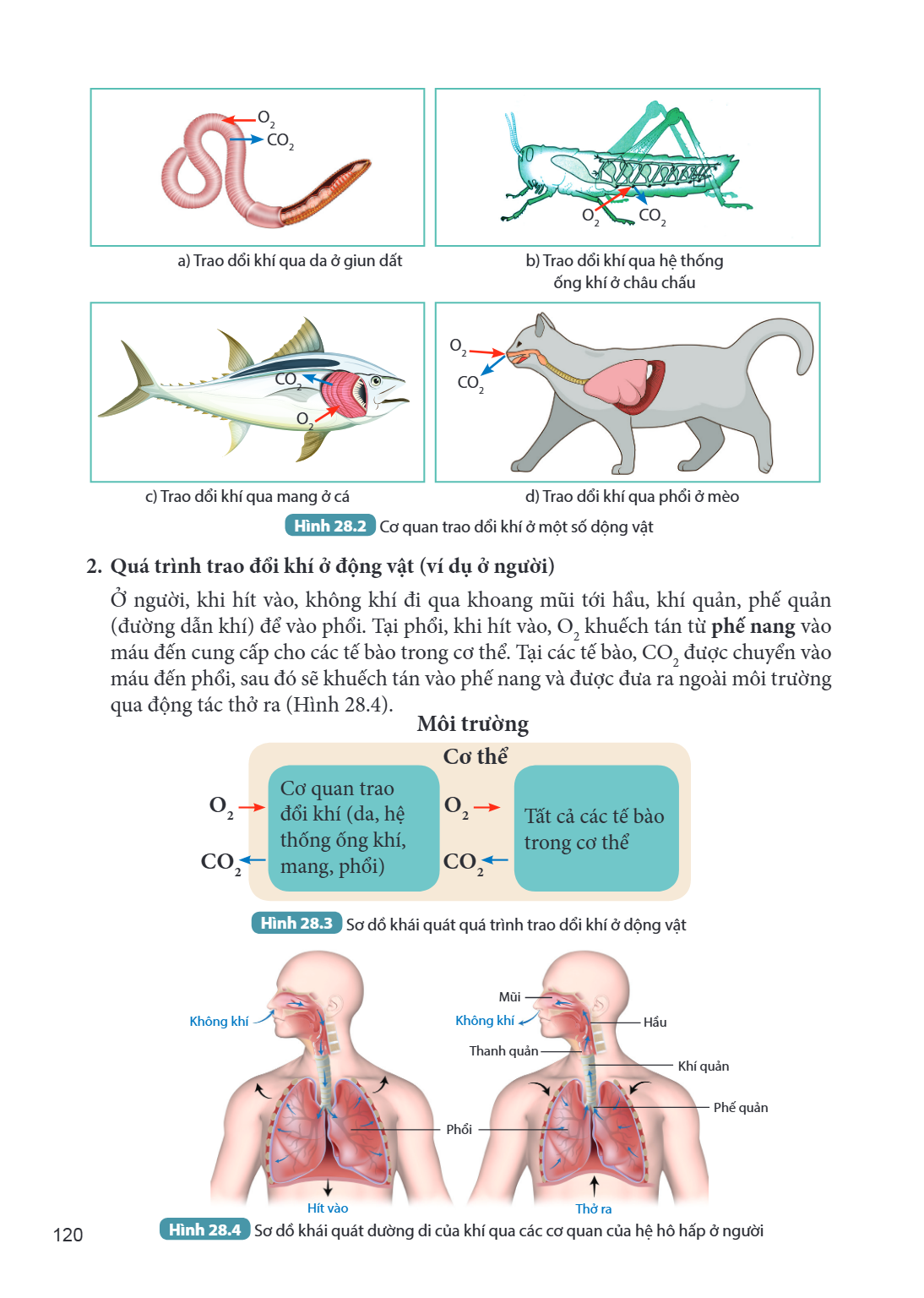 O₂ — CO₂ a) Trao đổi khí qua da ở giun đất b) Trao đổi khí qua hệ thống ống khí ở châu chấu c) Trao đổi khí qua mang ở cá d) Trao đổi khí qua phổi ở mèo Hình 28