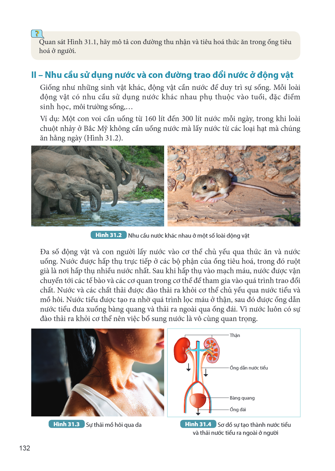 Quan sát Hình 31.1, hãy mô tả con đường thu nhận và tiêu hoá thức ăn trong ống tiêu hoá ở người. II – Nhu cầu sử dụng nước và con đường trao đổi nước ở động vật