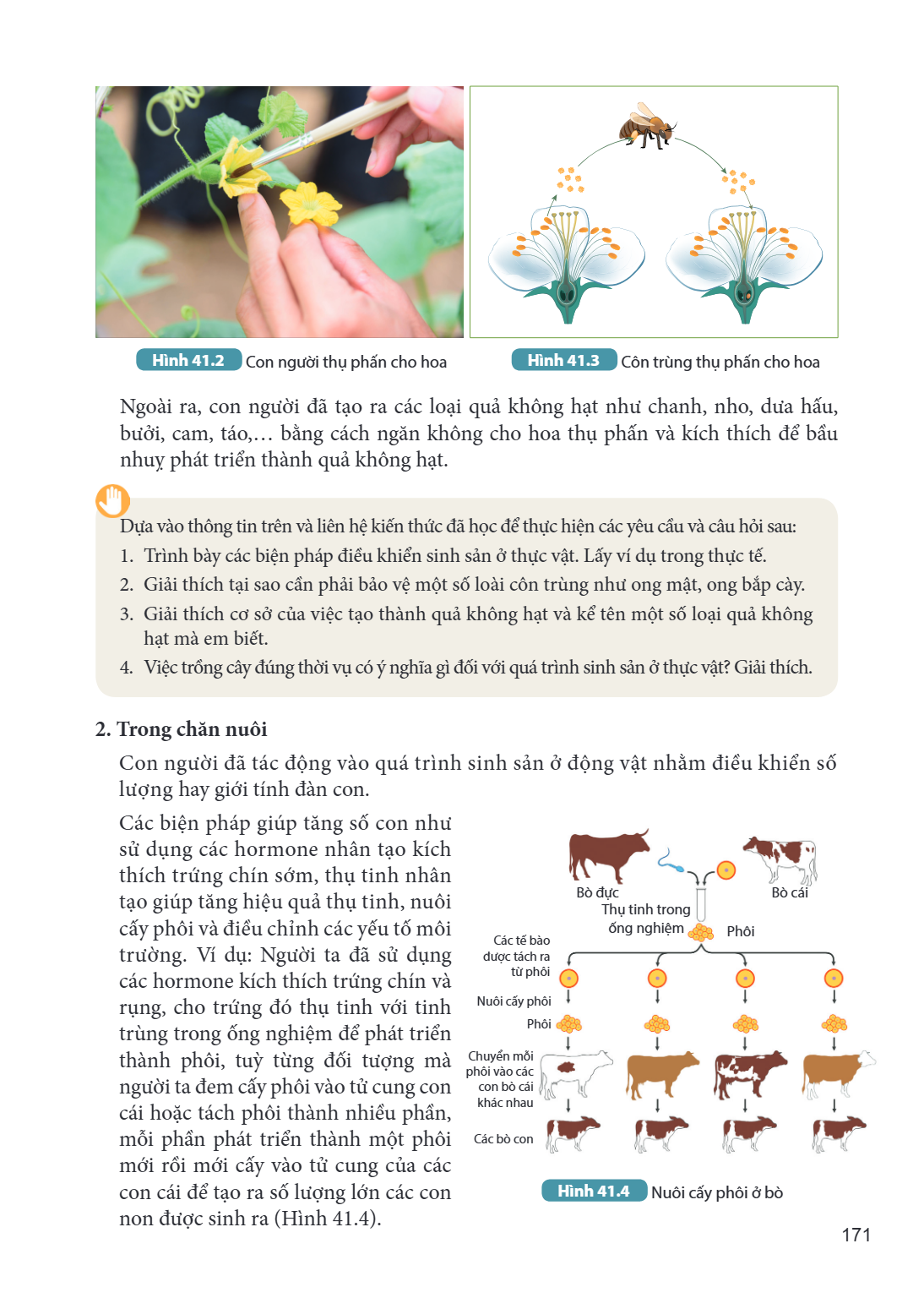 Hình 41.2 Con người thụ phấn cho hoa Hình 41.3 Côn trùng thụ phấn cho hoa Ngoài ra, con người đã tạo ra các loại quả không hạt như chanh, nho, dưa hấu, bưởi, ca