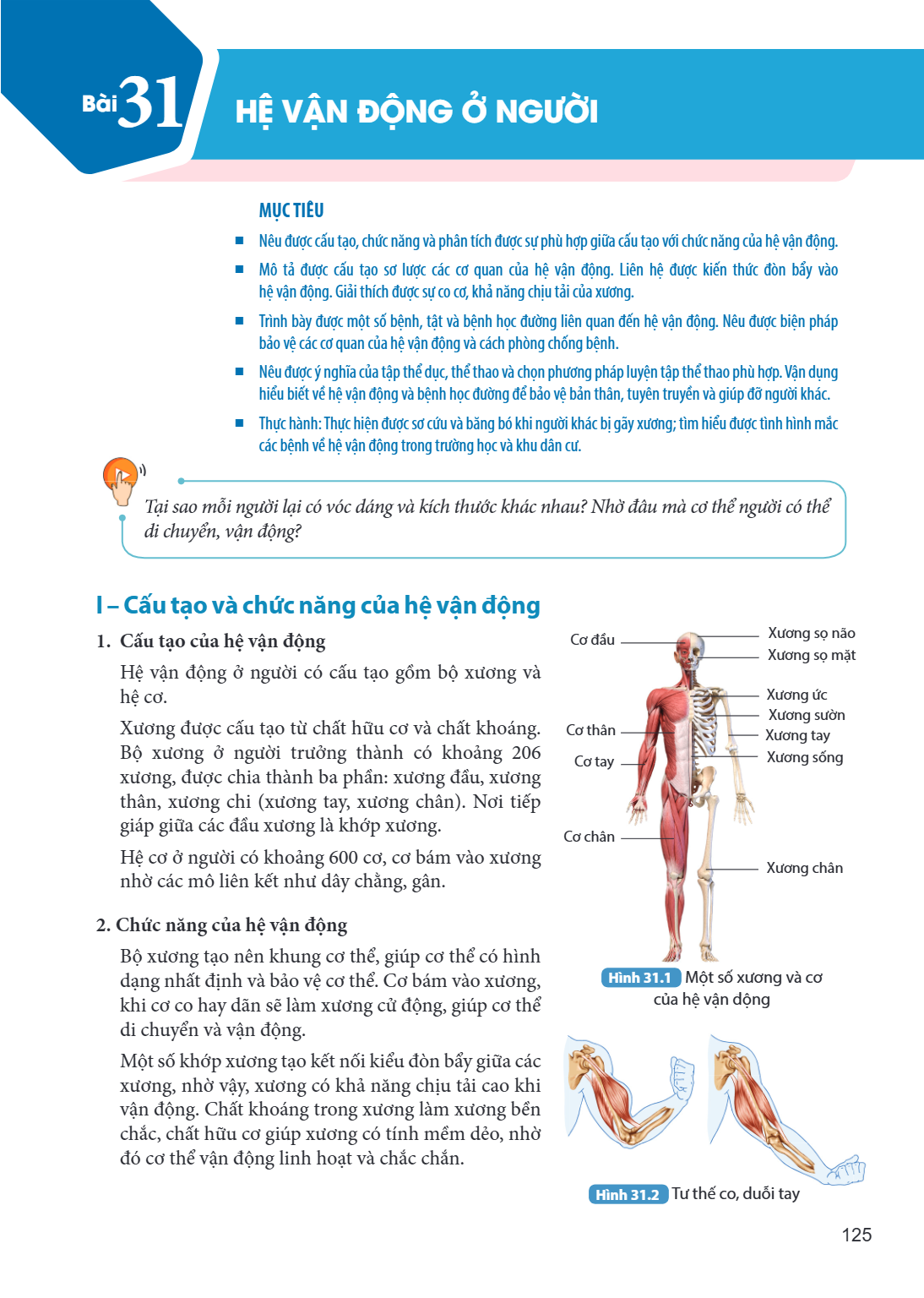 Bài 31. Hệ vận động ở người MỤC TIÊU: Nêu được cấu tạo, chức năng và phân tích được sự phù hợp giữa cấu tạo với chức năng của hệ vận động. Mô tả được cấu tạo sơ