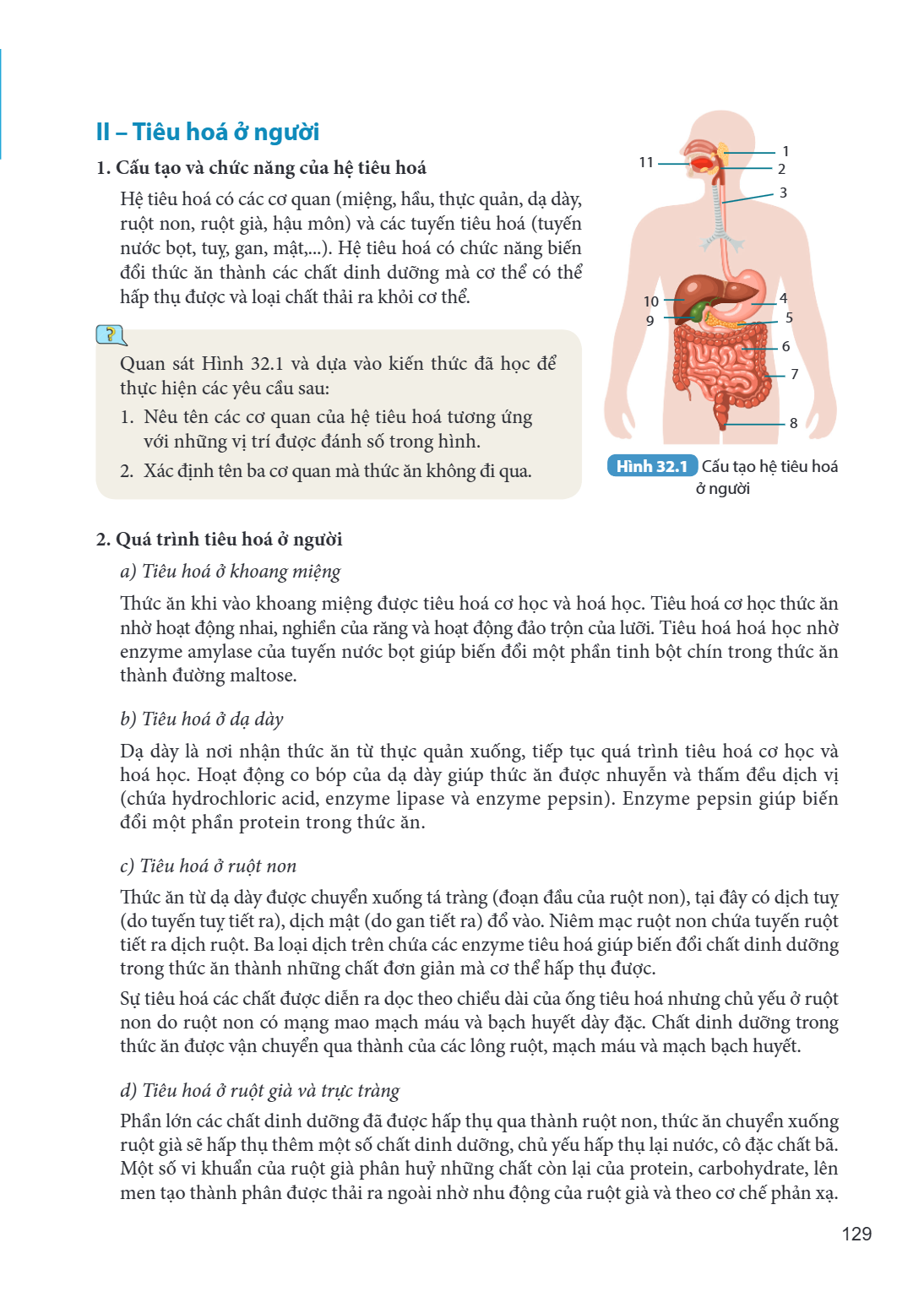 II – Tiêu hoá ở người 1. Cấu tạo và chức năng của hệ tiêu hoá Hệ tiêu hoá có các cơ quan (miệng, hầu, thực quản, dạ dày, ruột non, ruột già, hậu môn) và các tuy