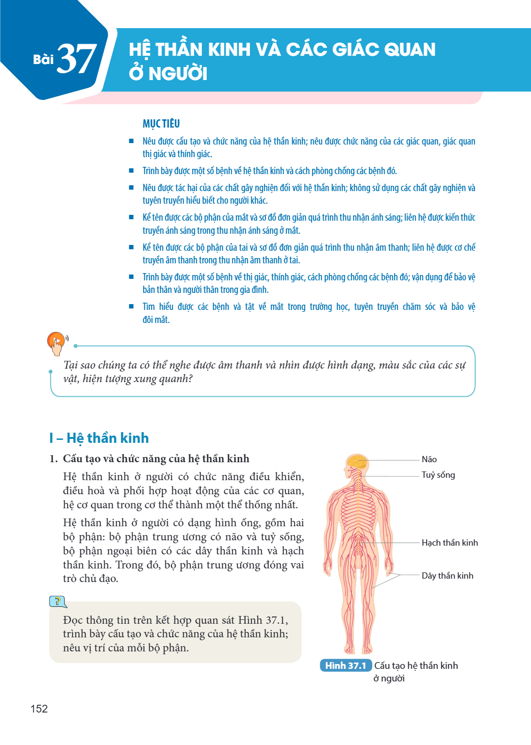 Bài 37. Hệ thần kinh và các giác quan ở người MỤC TIÊU Nêu được cấu tạo và chức năng của hệ thần kinh; nêu được chức năng của các giác quan, giác quan thị giác 