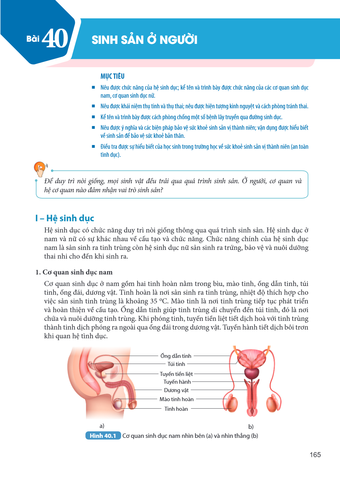 Bài 40. Sinh sản ở người MỤC TIÊU Nêu được chức năng của hệ sinh dục; kể tên và trình bày được chức năng của các cơ quan sinh dục nam, cơ quan sinh dục nữ. Nêu 