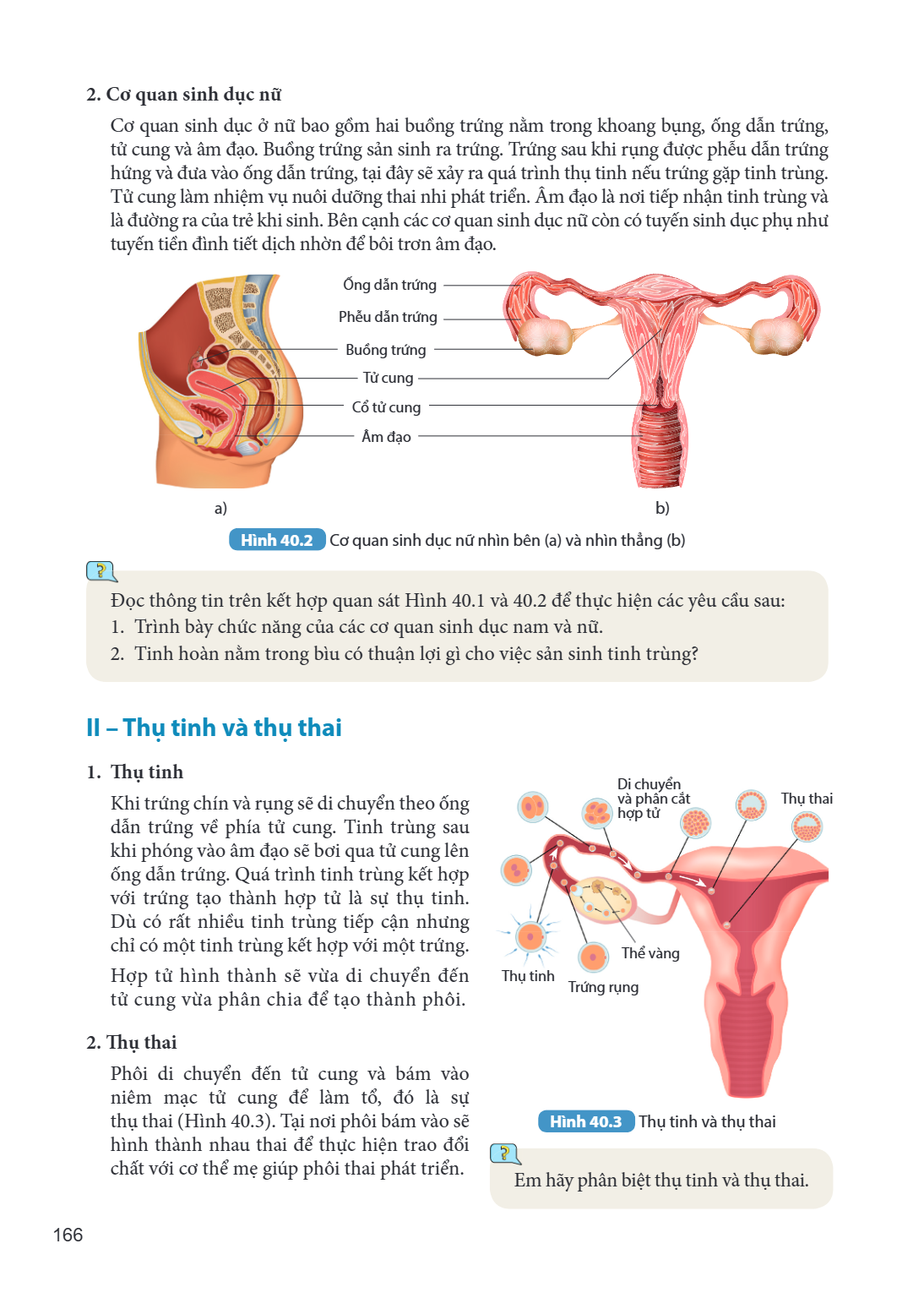 2. Cơ quan sinh dục nữ Cơ quan sinh dục ở nữ bao gồm hai buồng trứng nằm trong khoang bụng, ống dẫn trứng, tử cung và âm đạo. Buồng trứng sản sinh ra trứng. Trứ