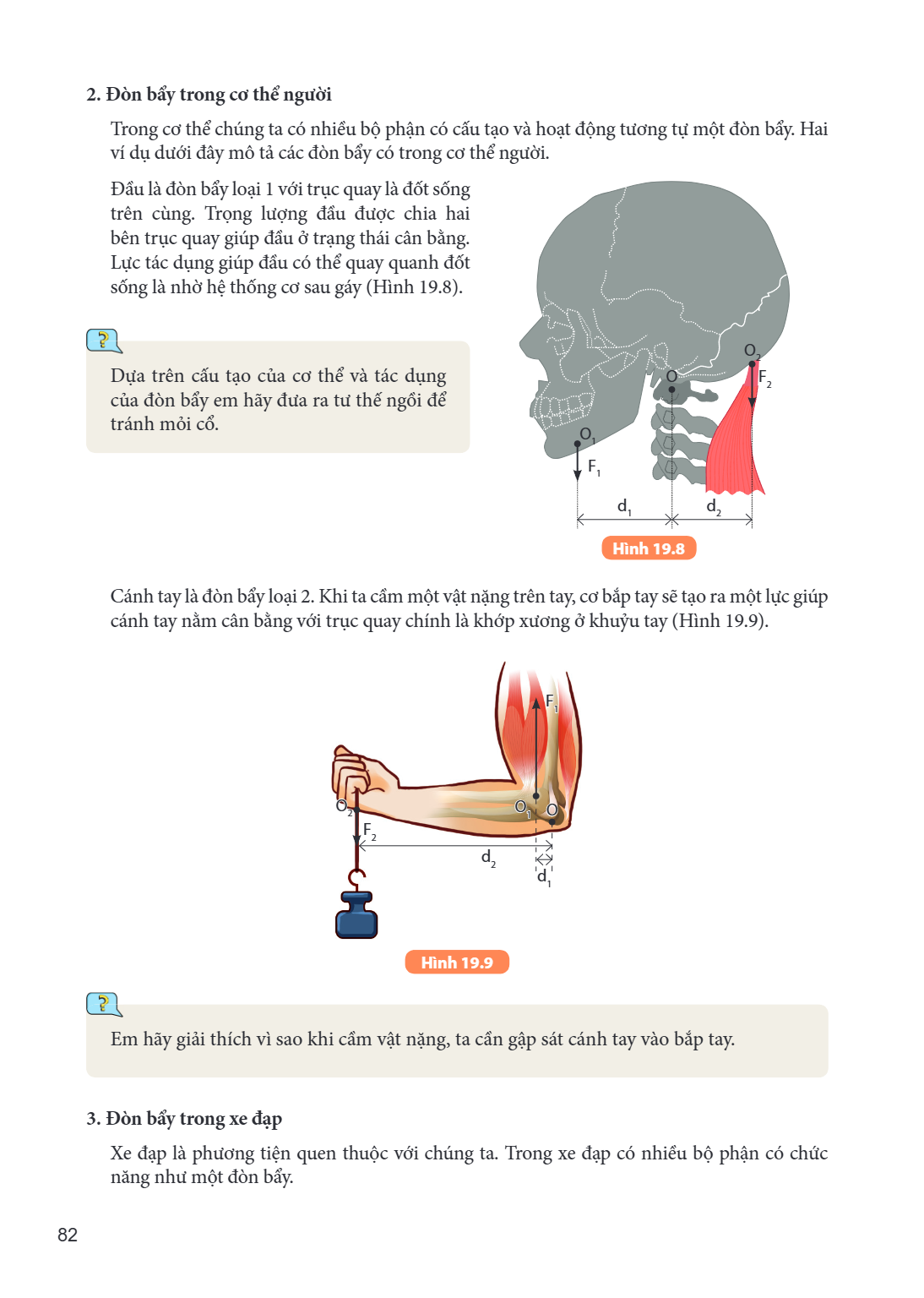 2. Đòn bẩy trong cơ thể người Trong cơ thể chúng ta có nhiều bộ phận có cấu tạo và hoạt động tương tự một đòn bẩy. Hai ví dụ dưới đây mô tả các đòn bẩy có trong