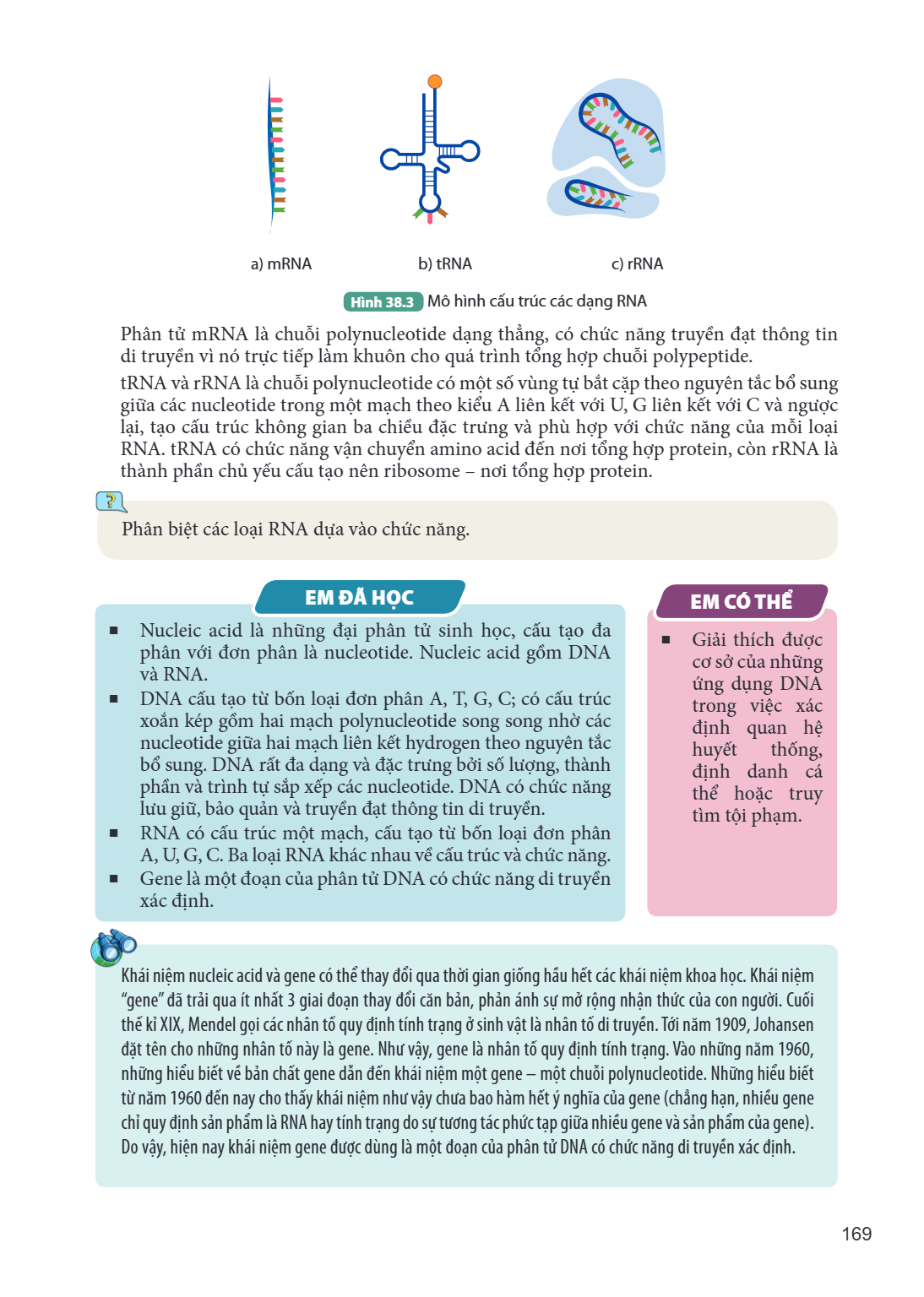a) mRNA b) tRNA c) rRNA Hình 38.3 Mô hình cấu trúc các dạng RNA Phân tử mRNA là chuỗi polynucleotide dạng thẳng, có chức năng truyền đạt thông tin di truyền vì 