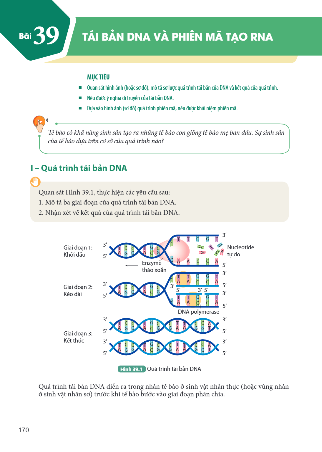 Bài 39. Tái bản DNA và phiên mã tạo RNA MỤC TIÊU: Quan sát hình ảnh (hoặc sơ đồ), mô tả sơ lược quá trình tái bản của DNA và kết quả của quá trình. Nêu được ý n