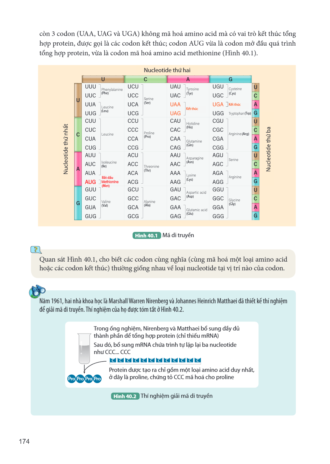 còn 3 codon (UAA, UAG và UGA) không mã hoá amino acid mà có vai trò kết thúc tổng hợp protein, được gọi là các codon kết thúc; codon AUG vừa là codon mở đầu quá