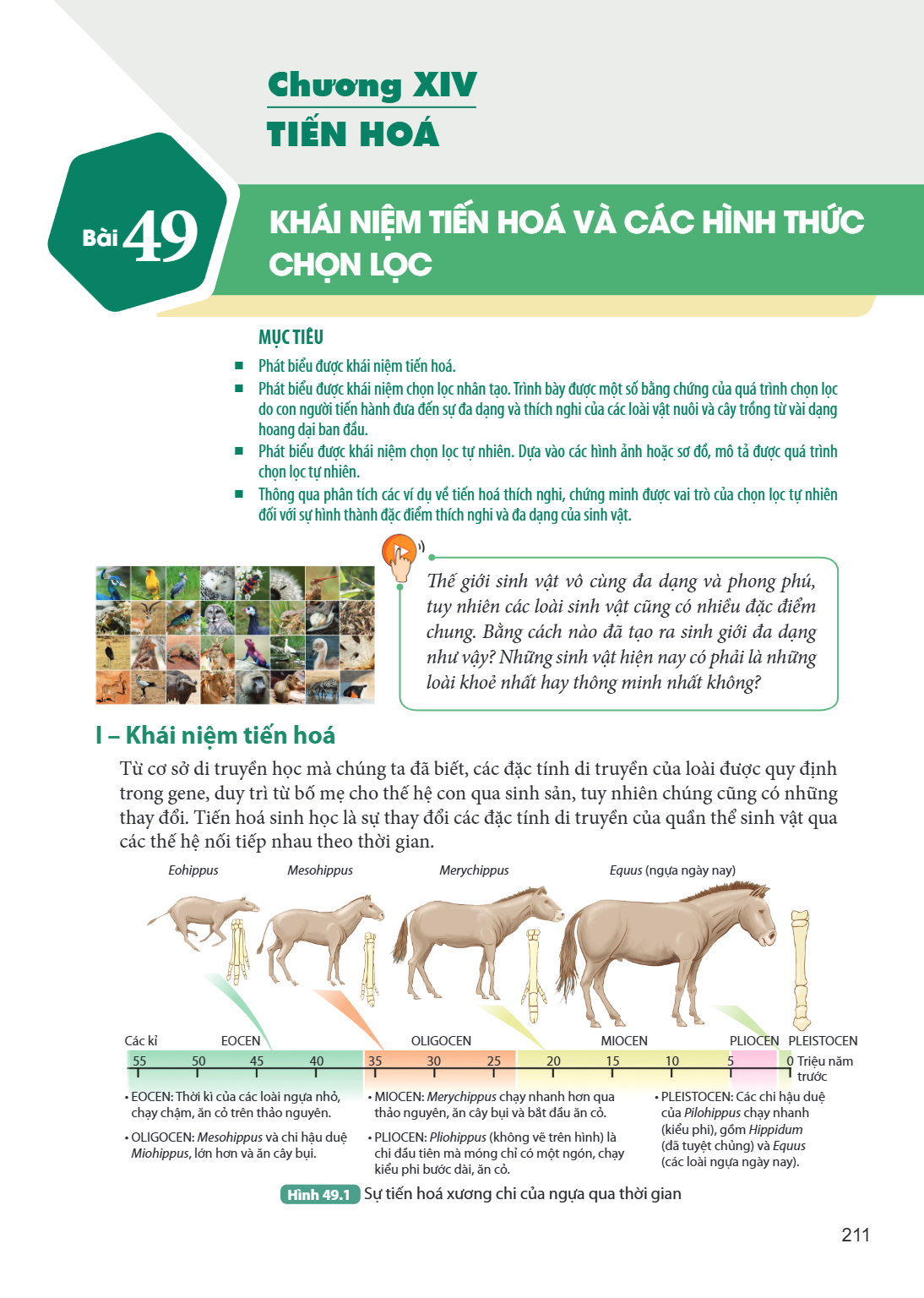 Chương XIV TIẾN HOÁ Bài 49. Khái niệm tiến hoá và các hình thức chọn lọc MỤC TIÊU: Phát biểu được khái niệm tiến hoá. Phát biểu được khái niệm chọn lọc nhân tạo