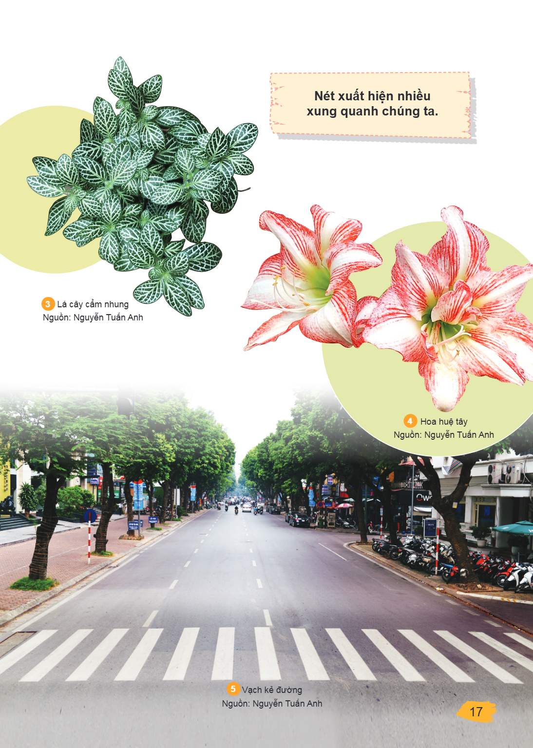 Nét xuất hiện nhiều xung quanh chúng ta. 3 Lá cây cẩm nhung Nguồn: Nguyễn Tuấn Anh 4 Hoa huệ tây Nguồn: Nguyễn Tuấn Anh 5 Vạch kẻ đường Nguồn: Nguyễn Tuấn Anh