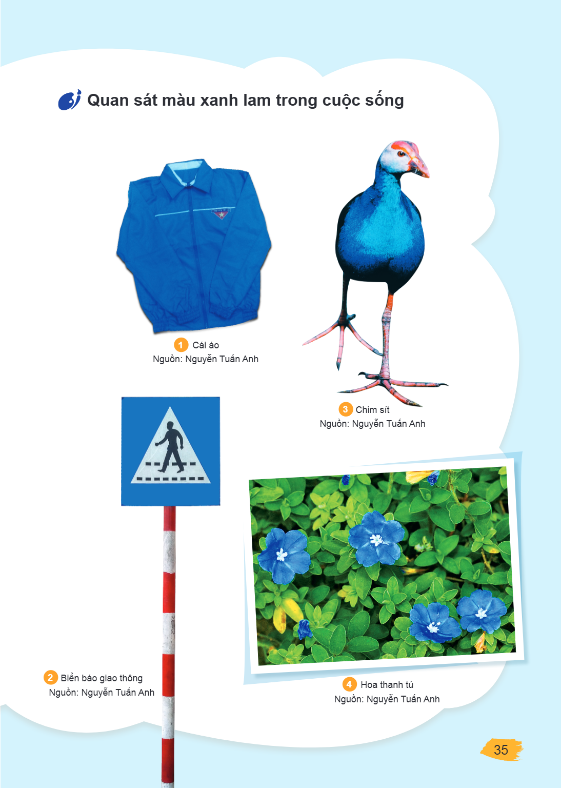 Quan sát màu xanh lam trong cuộc sống 1 Cái áo Nguồn: Nguyễn Tuấn Anh 3 Chim sít Nguồn: Nguyễn Tuấn Anh 2 Biển báo giao thông Nguồn: Nguyễn Tuấn Anh 4 Hoa thanh