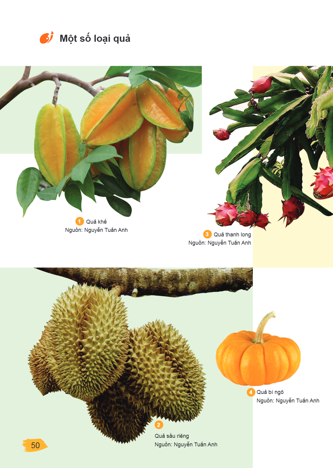 Một số loại quả 1 Quả khế Nguồn: Nguyễn Tuấn Anh 3 Quả thanh long Nguồn: Nguyễn Tuấn Anh 2 Quả sầu riêng Nguồn: Nguyễn Tuấn Anh 4 Quả bí ngô Nguồn: Nguyễn Tuấn 