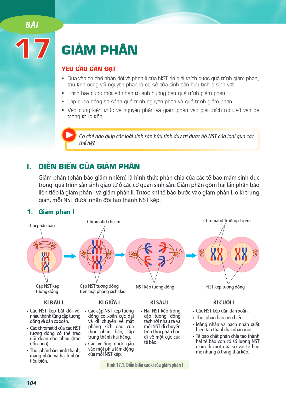 Bài 17. Giảm phân YÊU CẦU CẦN ĐẠT: Dựa vào cơ chế nhân đôi và phân li của NST để giải thích được quá trình giảm phân, thụ tinh cùng với nguyên phân là cơ sở của