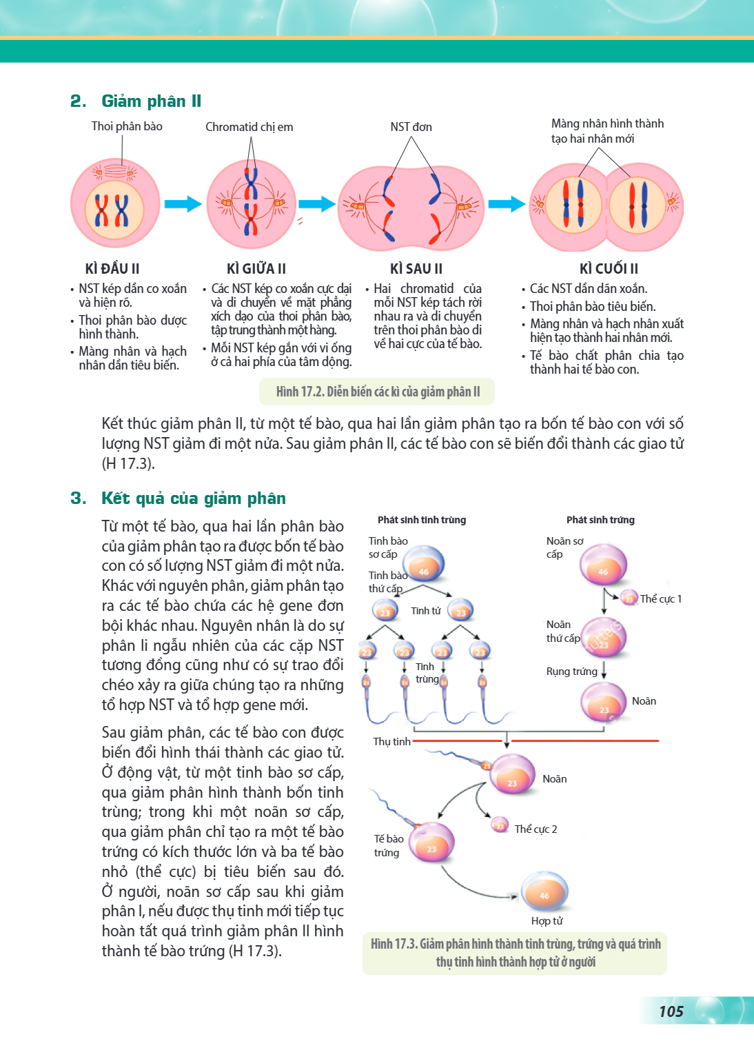 2. Giảm phân II Hình 17.2. Diễn biến các kì của giảm phân II Kết thúc giảm phân II, từ một tế bào, qua hai lần giảm phân tạo ra bốn tế bào con với số lượng NST 