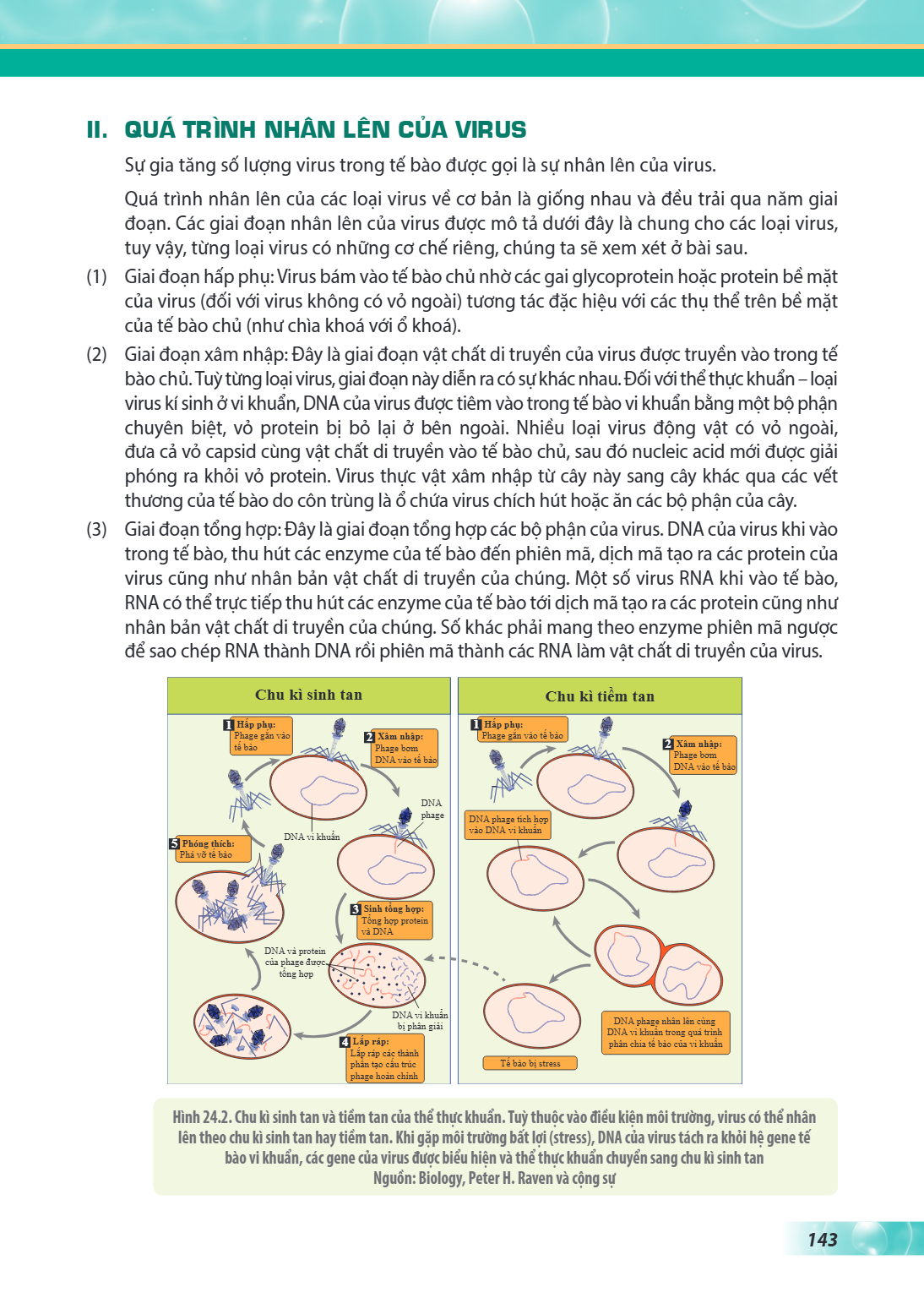 II. QUÁ TRÌNH NHÂN LÊN CỦA VIRUS Sự gia tăng số lượng virus trong tế bào được gọi là sự nhân lên của virus. Quá trình nhân lên của các loại virus về cơ bản là g
