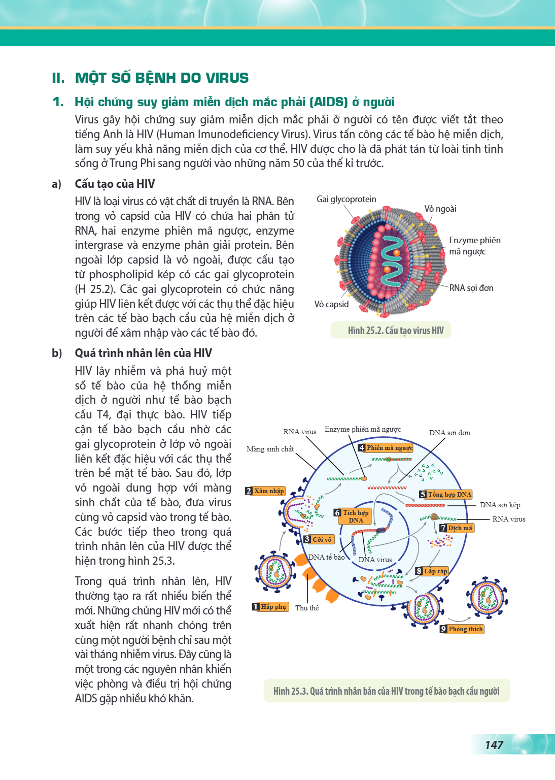 II. MỘT SỐ BỆNH DO VIRUS 1. Hội chứng suy giảm miễn dịch mắc phải (AIDS) ở người Virus gây hội chứng suy giảm miễn dịch mắc phải ở người có tên được viết tắt th