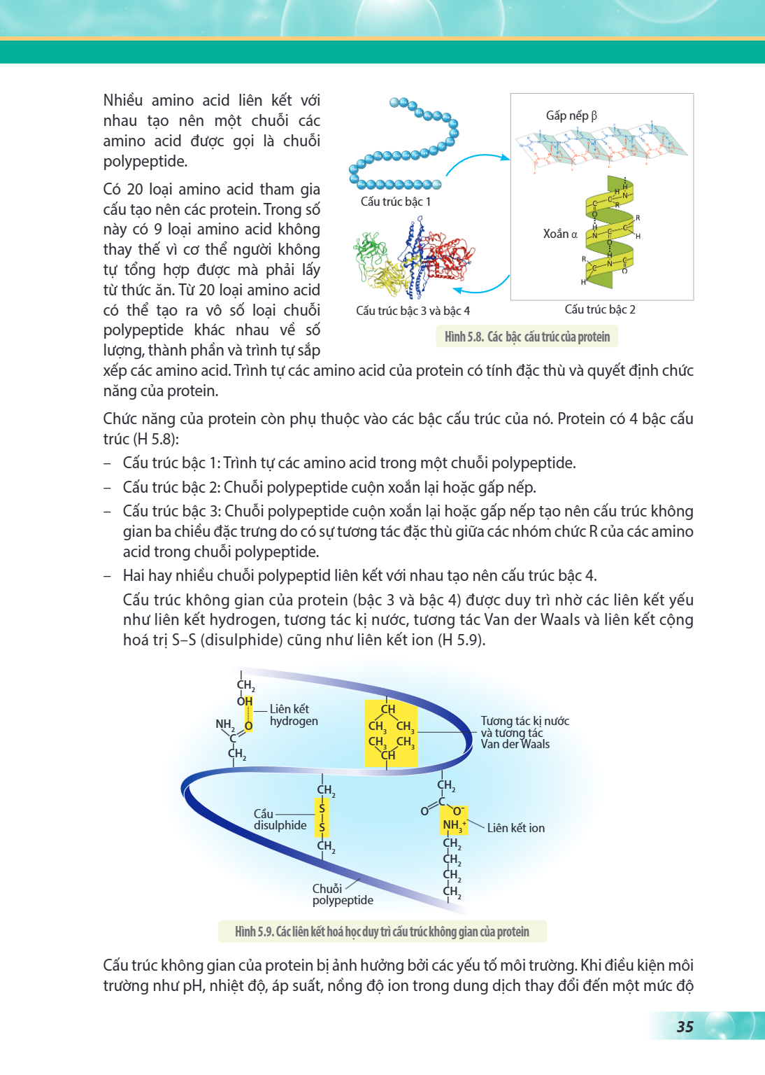 Nhiều amino acid liên kết với nhau tạo nên một chuỗi các amino acid được gọi là chuỗi polypeptide. Có 20 loại amino acid tham gia cấu tạo nên các protein. Trong