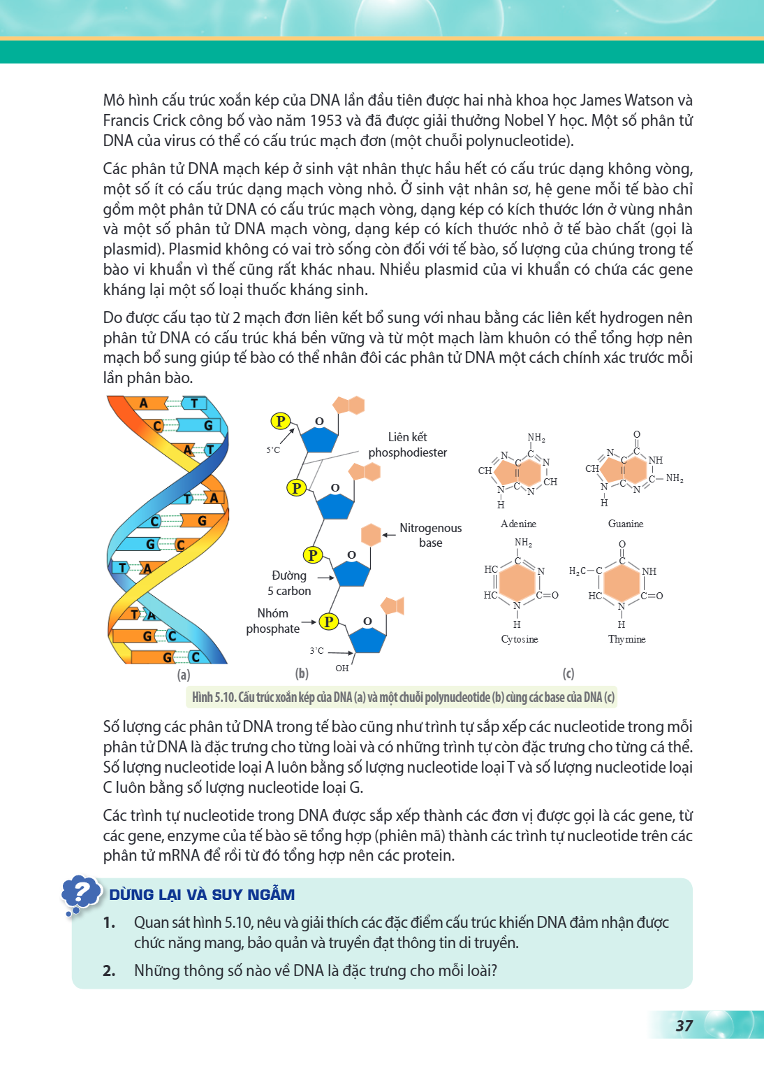 Mô hình cấu trúc xoắn kép của DNA lần đầu tiên được hai nhà khoa học James Watson và Francis Crick công bố vào năm 1953 và đã được giải thưởng Nobel Y học. Một 