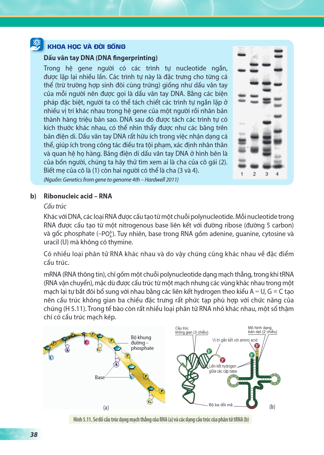 KHOA HỌC VÀ ĐỜI SỐNG Dấu vân tay DNA (DNA fingerprinting) Trong hệ gene người có các trình tự nucleotide ngắn, được lặp lại nhiều lần. Các trình tự này là đặc t