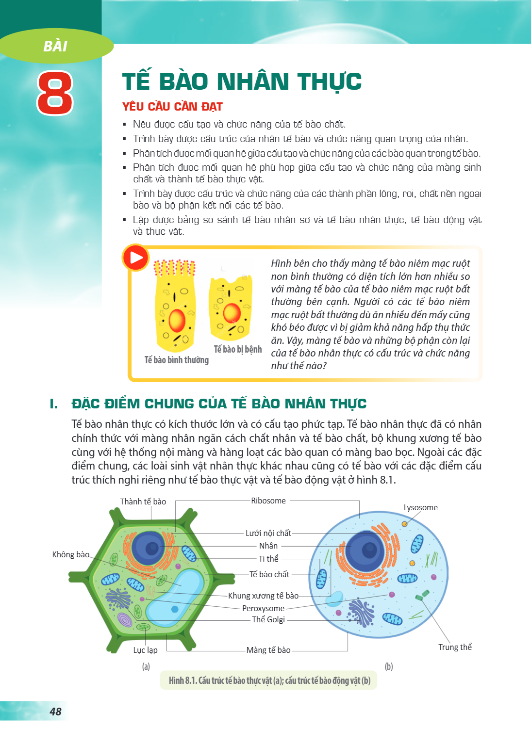 Bài 8. Tế bào nhân thực YÊU CẦU CẦN ĐẠT Nêu được cấu tạo và chức năng của tế bào chất. Trình bày được cấu trúc của nhân tế bào và chức năng quan trọng của nhân.