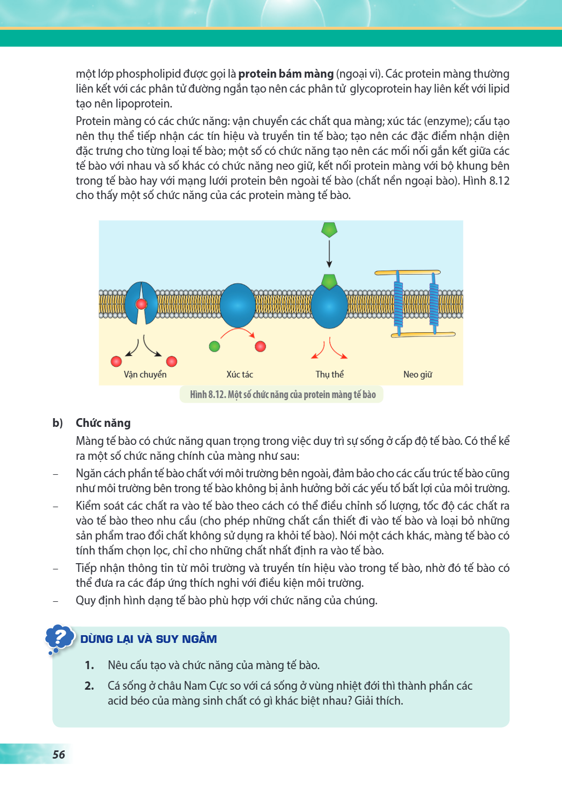 một lớp phospholipid được gọi là protein bám màng (ngoại vi). Các protein màng thường liên kết với các phân tử đường ngắn tạo nên các phân tử glycoprotein hay l