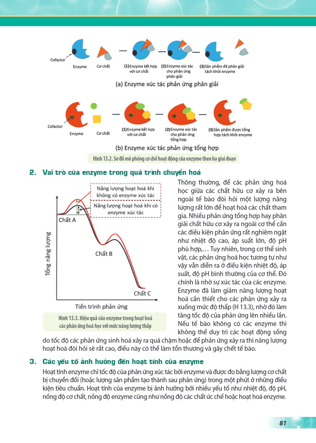 (a) Enzyme xúc tác phản ứng phân giải (b) Enzyme xúc tác phản ứng tổng hợp Hình 13.2. Sơ đồ mô phỏng cơ chế hoạt động của enzyme theo ba giai đoạn 2. Vai trò củ