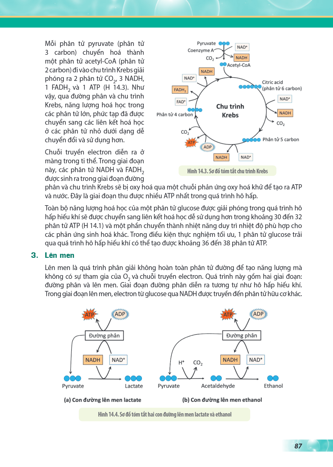 Mỗi phân tử pyruvate (phân tử 3 carbon) chuyển hoá thành một phân tử acetyl-CoA (phân tử 2 carbon) đi vào chu trình Krebs giải phóng ra 2 phân tử $CO_2$, 3 NADH