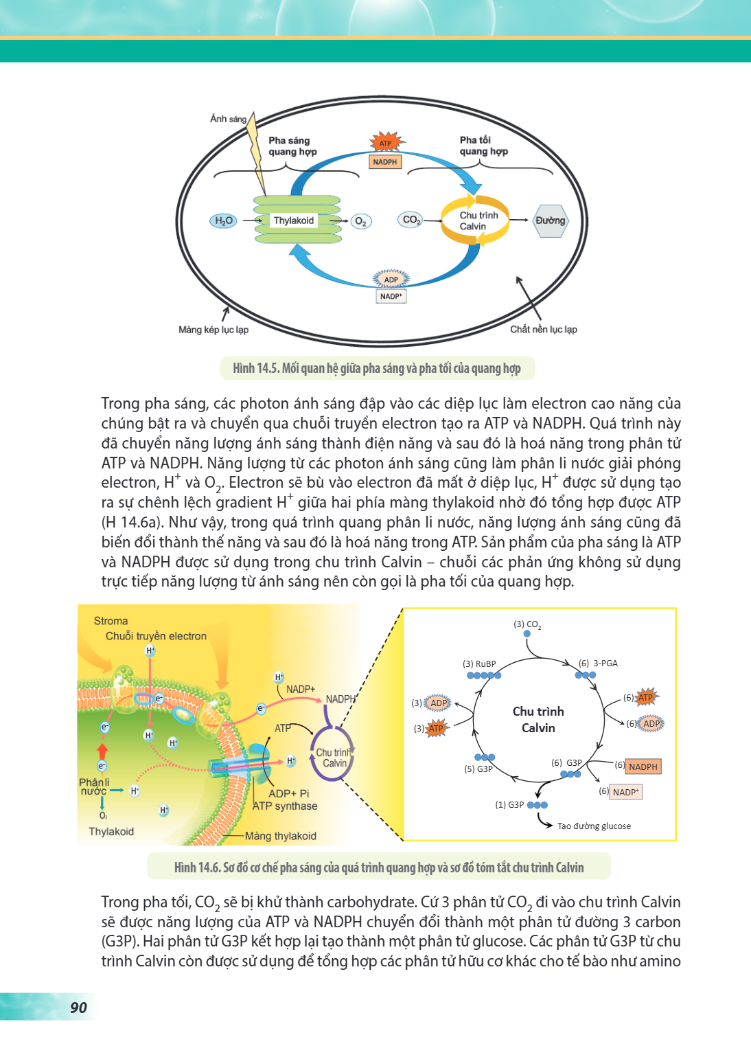 Trong pha sáng, các photon ánh sáng đập vào các diệp lục làm electron cao năng của chúng bật ra và chuyển qua chuỗi truyền electron tạo ra ATP và NADPH. Quá trì
