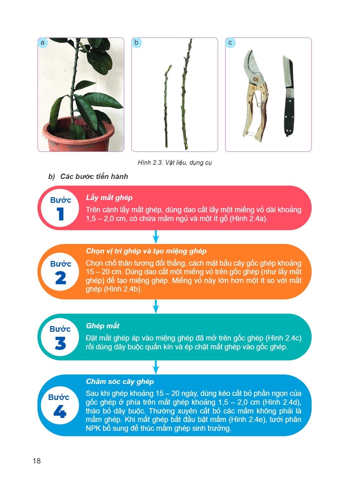 a b c Hình 2.3. Vật liệu, dụng cụ b) Các bước tiến hành Bước 1 Lấy mắt ghép Trên cành lấy mắt ghép, dùng dao cắt lấy một miếng vỏ dài khoảng $1{,}5 - 2{,}0$ cm,
