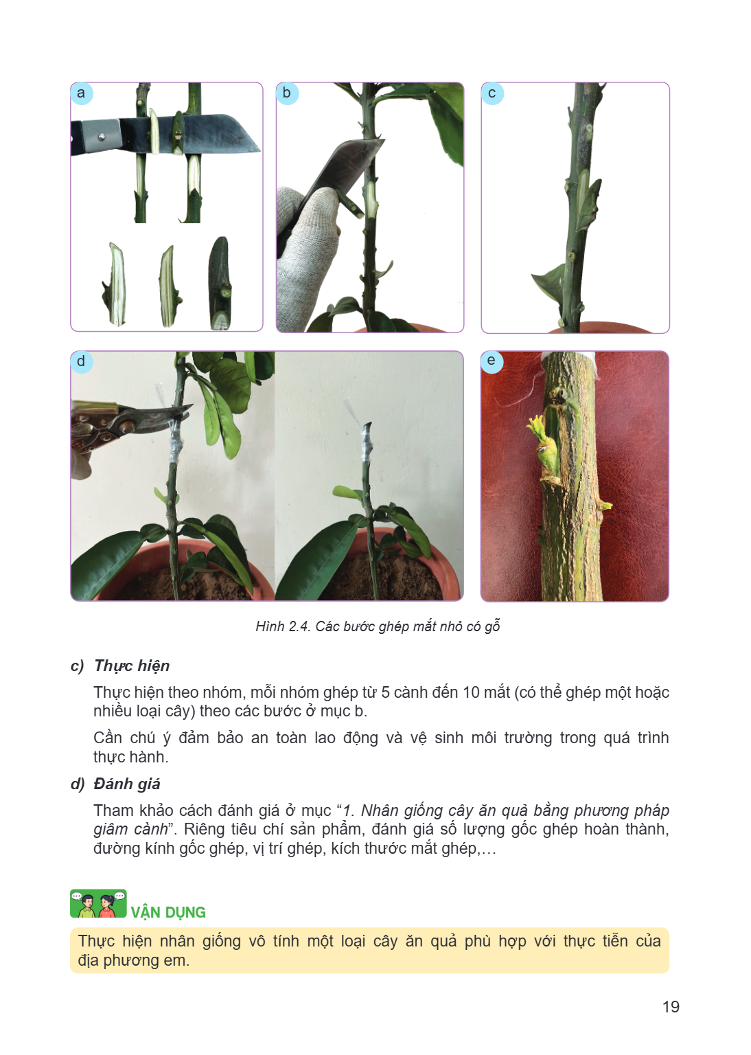 a b c d e Hình 2.4. Các bước ghép mắt nhỏ có gỗ c) Thực hiện Thực hiện theo nhóm, mỗi nhóm ghép từ 5 cành đến 10 mắt (có thể ghép một hoặc nhiều loại cây) theo 