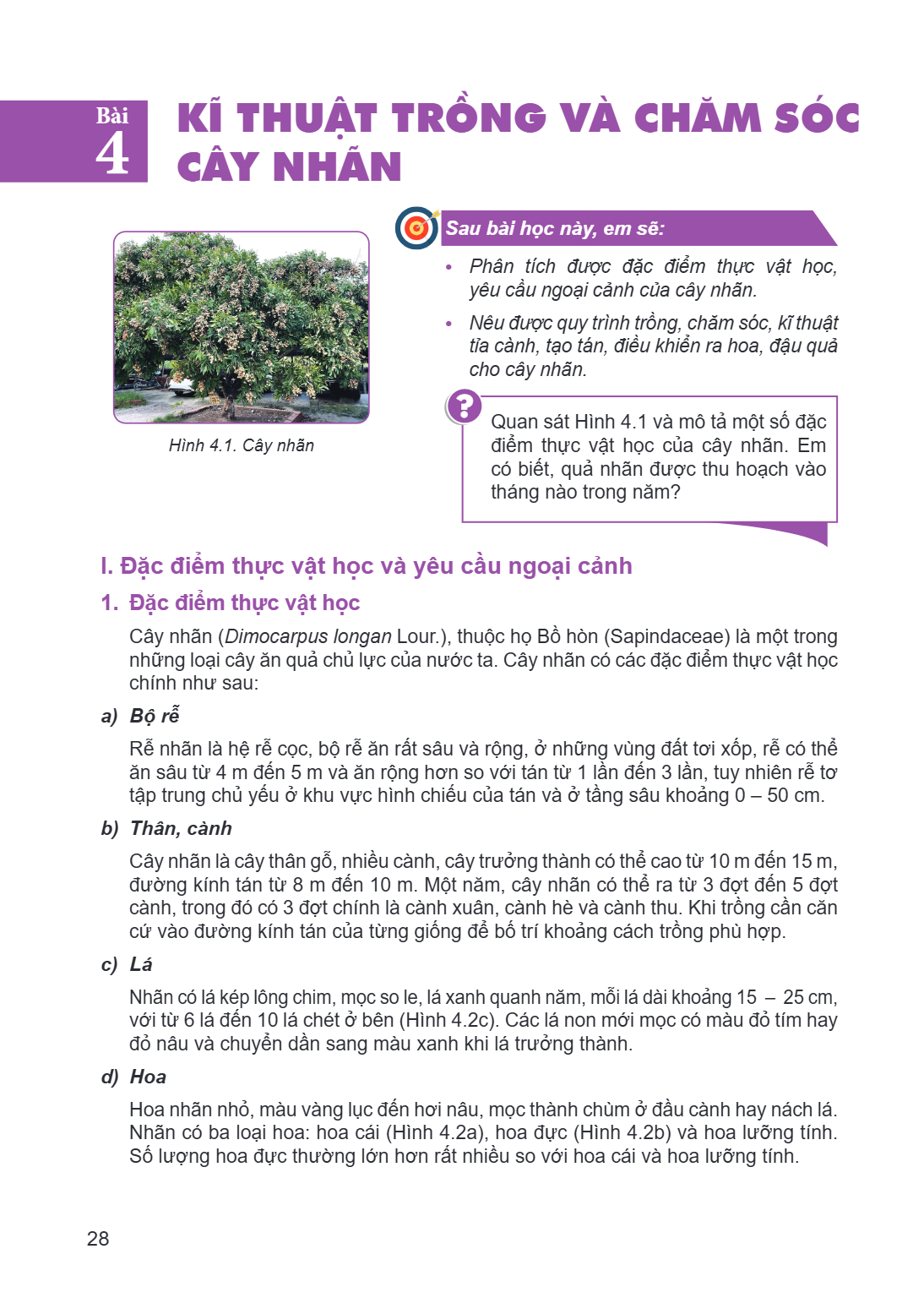 Bài 4. Kĩ thuật trồng và chăm sóc cây nhãn Hình 4.1. Cây nhãn Sau bài học này, em sẽ: Phân tích được đặc điểm thực vật học, yêu cầu ngoại cảnh của cây nhãn. Nêu