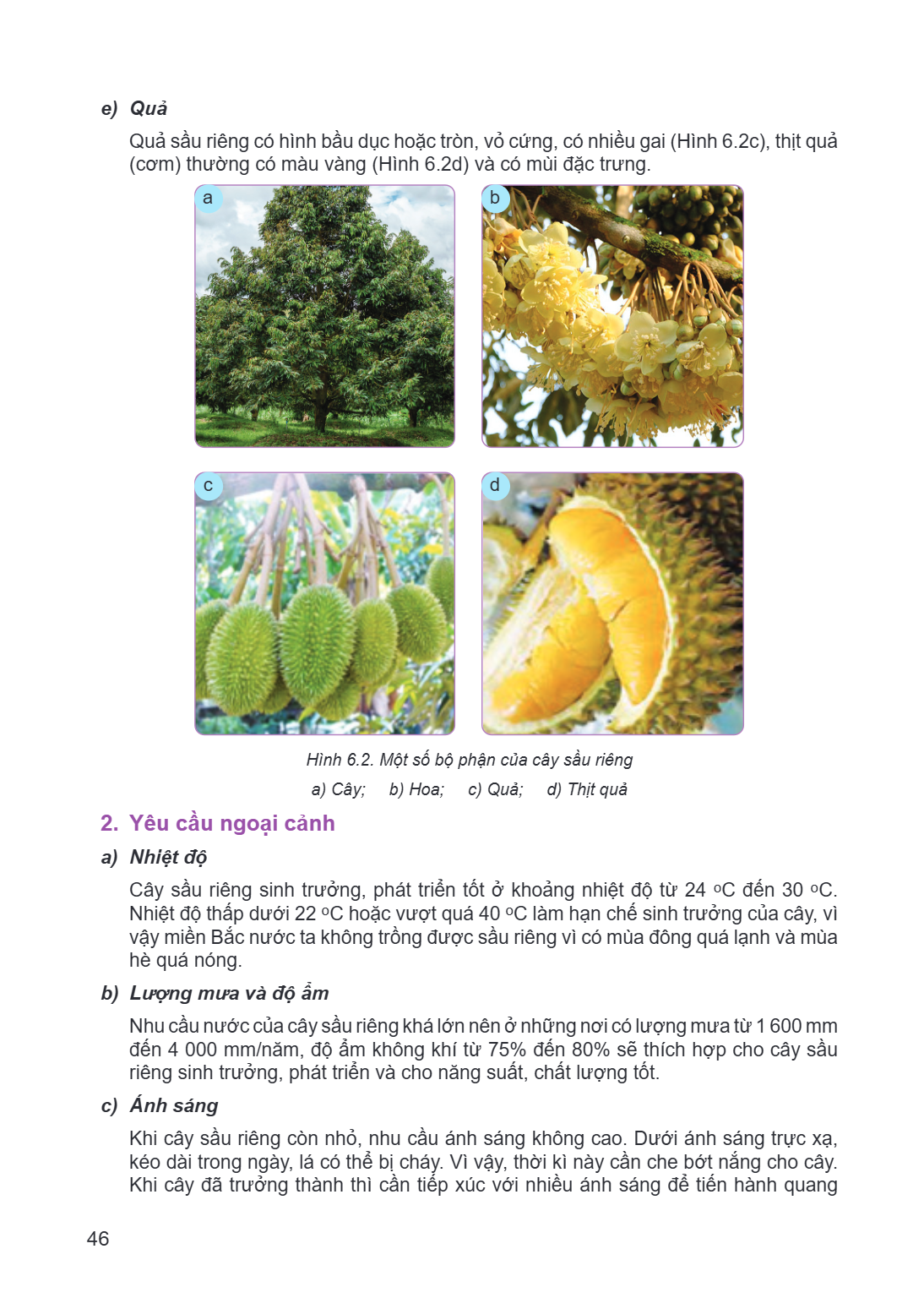 e) Quả Quả sầu riêng có hình bầu dục hoặc tròn, vỏ cứng, có nhiều gai (Hình 6.2c), thịt quả (cơm) thường có màu vàng (Hình 6.2d) và có mùi đặc trưng. a b c d Hì