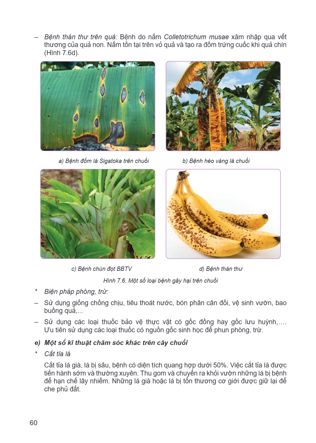 Bệnh thán thư trên quả: Bệnh do nấm Colletotrichum musae xâm nhập qua vết thương của quả non. Nấm tồn tại trên vỏ quả và tạo ra đốm trứng cuốc khi quả chín (Hìn