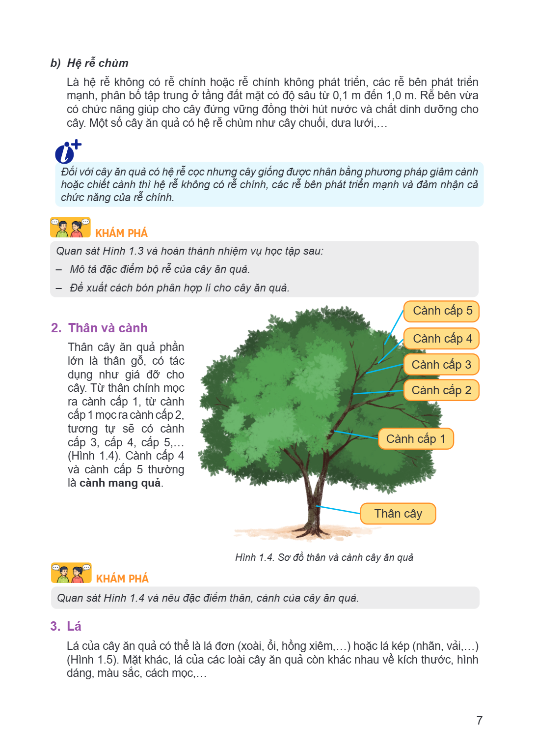 b) Hệ rễ chùm Là hệ rễ không có rễ chính hoặc rễ chính không phát triển, các rễ bên phát triển mạnh, phân bố tập trung ở tầng đất mặt có độ sâu từ 0,1 m đến 1,0