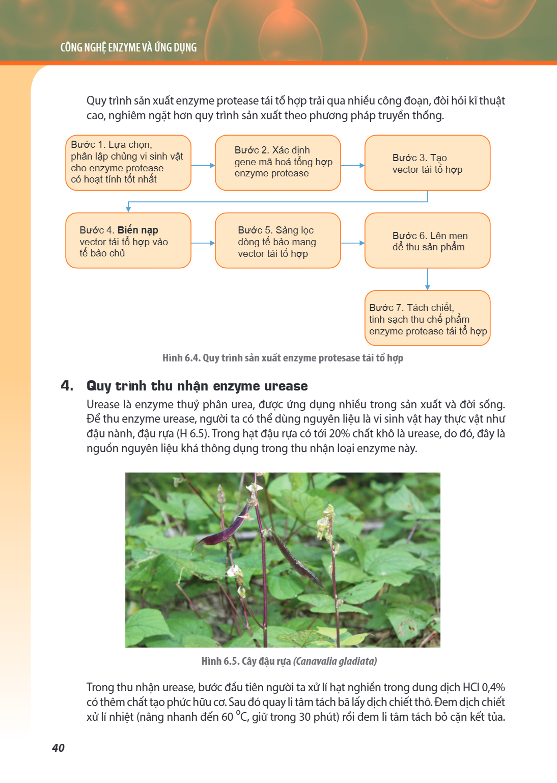 CHỦ ĐỀ 6. CÔNG NGHỆ ENZYME VÀ ỨNG DỤNG Quy trình sản xuất enzyme protease tái tổ hợp trải qua nhiều công đoạn, đòi hỏi kĩ thuật cao, nghiêm ngặt hơn quy trình s