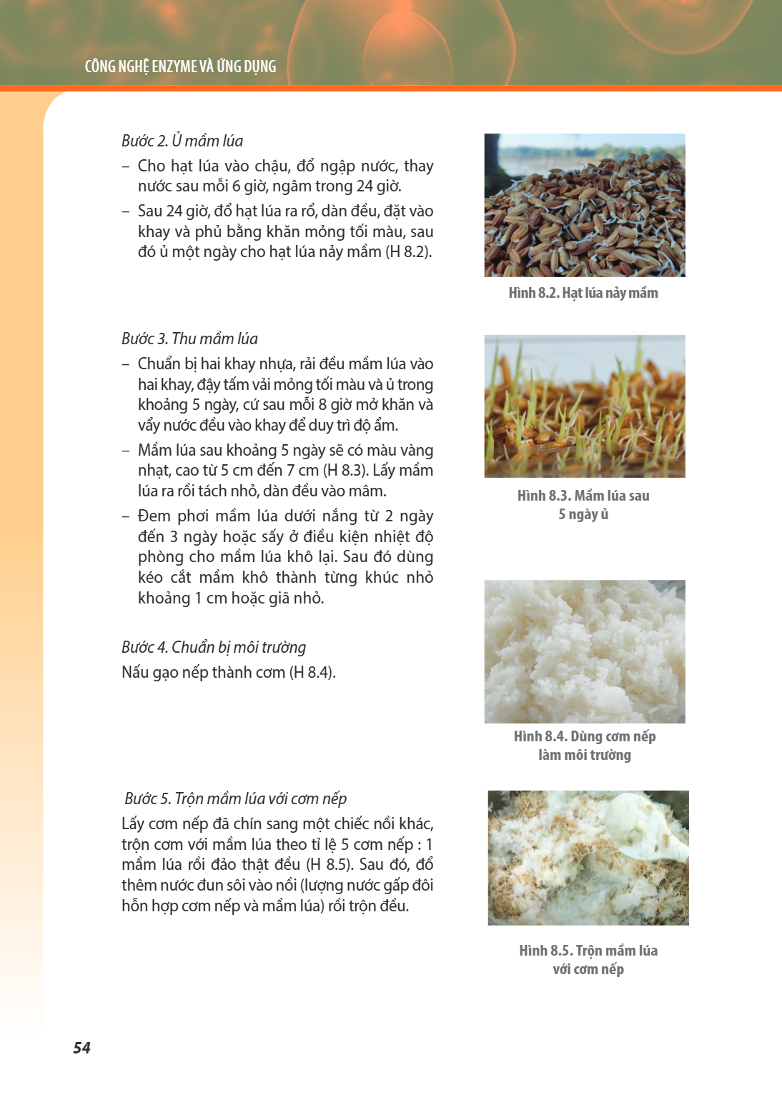 CHỦ ĐỀ 8. CÔNG NGHỆ ENZYME VÀ ỨNG DỤNG Bước 2. Ủ mầm lúa Cho hạt lúa vào chậu, đổ ngập nước, thay nước sau mỗi 6 giờ, ngâm trong 24 giờ. Sau 24 giờ, đổ hạt lúa 