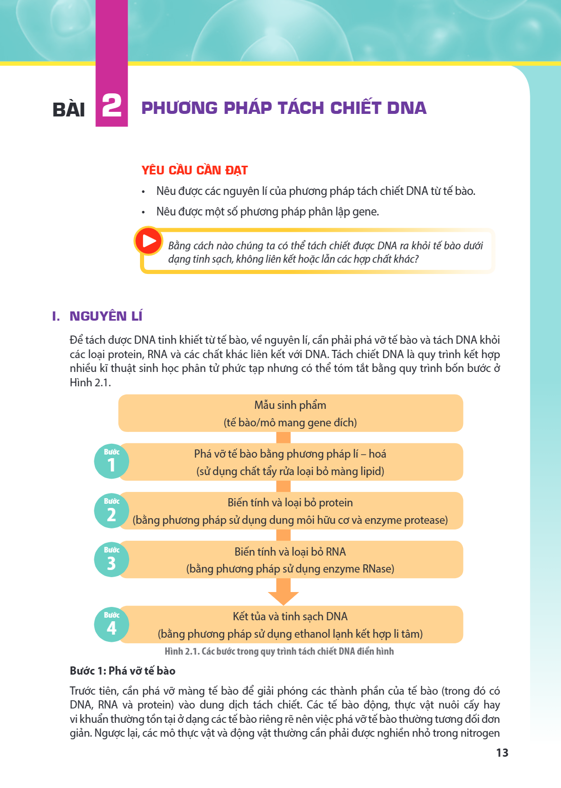 Bài 2. Phương pháp tách chiết DNA YÊU CẦU CẦN ĐẠT Nêu được các nguyên lí của phương pháp tách chiết DNA từ tế bào. Nêu được một số phương pháp phân lập gene. Bằ