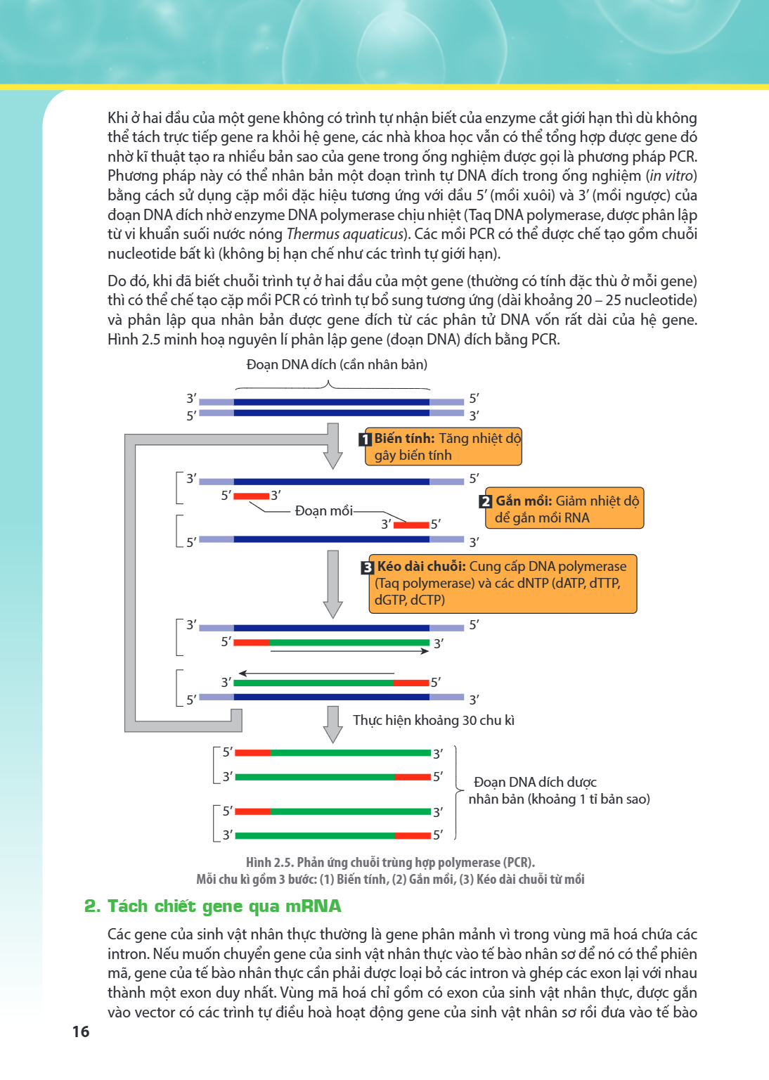 Khi ở hai đầu của một gene không có trình tự nhận biết của enzyme cắt giới hạn thì dù không thể tách trực tiếp gene ra khỏi hệ gene, các nhà khoa học vẫn có thể