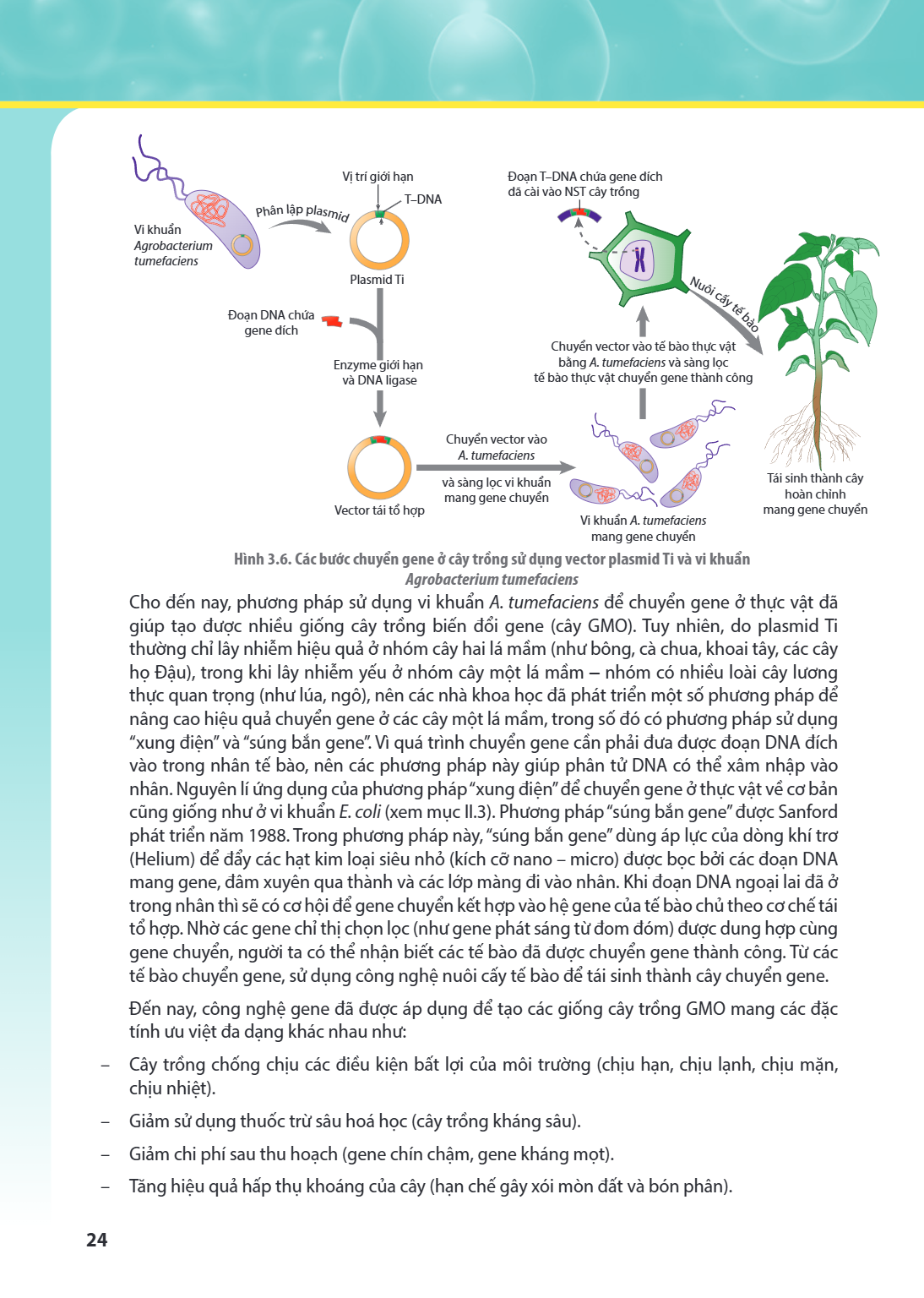 Hình 3.6. Các bước chuyển gene ở cây trồng sử dụng vector plasmid Ti và vi khuẩn Agrobacterium tumefaciens Cho đến nay, phương pháp sử dụng vi khuẩn A. tumefaci